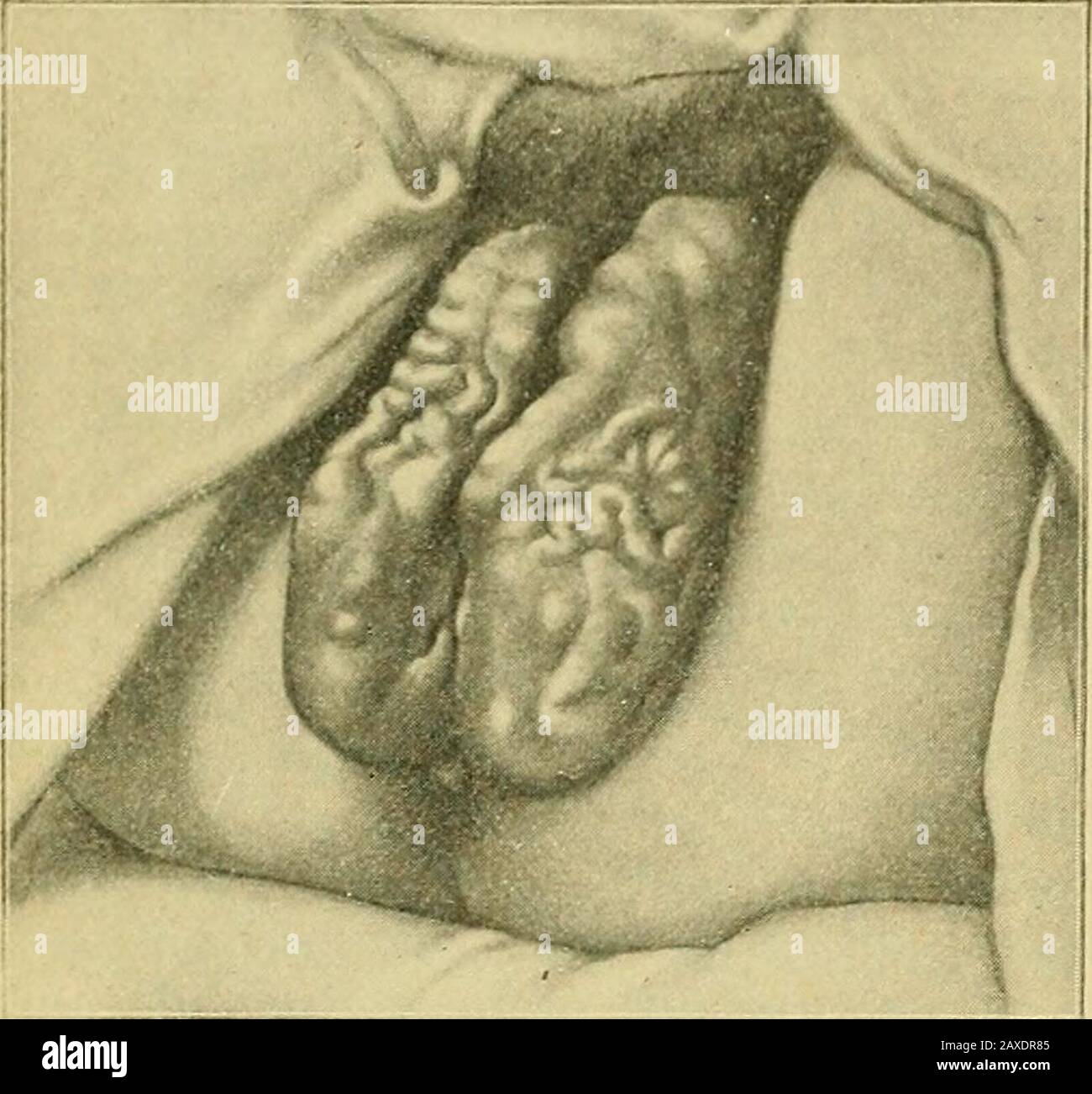 Talabalar uchun porno