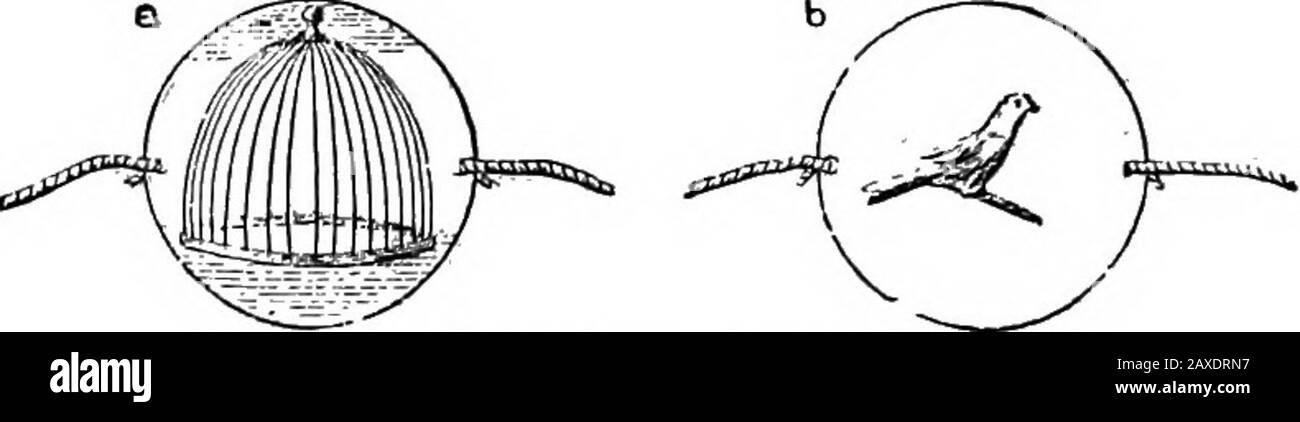 Scientific amusements . d by adjacent lines. Engraversin copper-plate have also studied the influence on etchingsof the parallelism of straight lines, and they calculate theeffect that they will produce on the engraving. In someornamentations in which these results have not been calcu- 78 OPTICAL ILLUSIONS. lated, it sometimes happens that parallel lines do not appearparallel because of the influence of other oblique lines, anda disagreeable effect is produced. A similar result is to beseen at the railway station at Lyons, the roof of which iscovered with inlaid work in point de Hongrie. The w Stock Photo