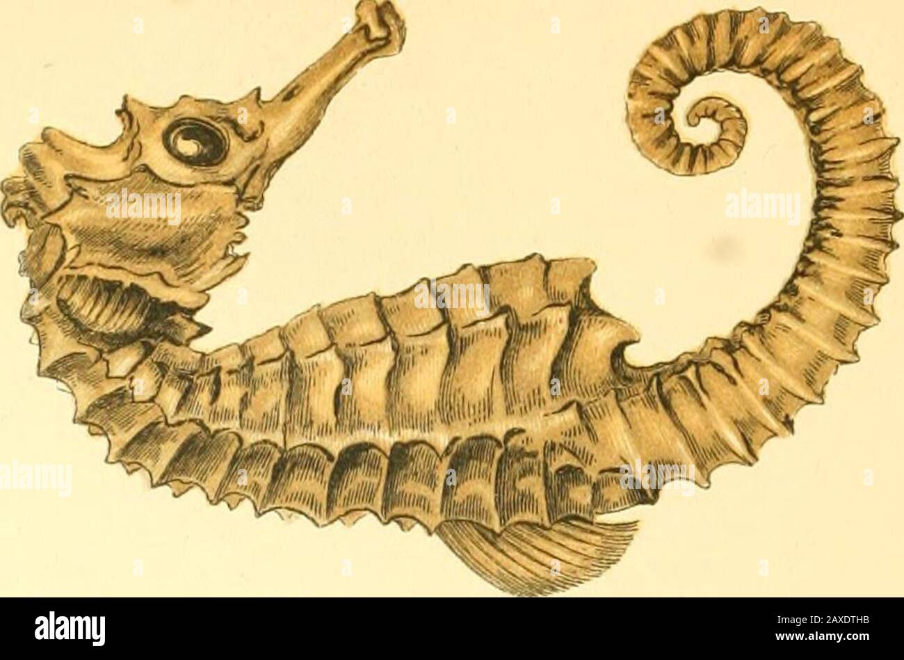 A history of the fishes of the British Islands . the back to the dorsal fin, which has, from near the headbackward, a membrane almost as broad as the dorsal fin itself,and the line of direction passed on straight to the extremity,without that gap or depression in which the dorsal fin wassituated in the first-named example. In the latter also the tailportion ended without a distinctly visible fin, in this respecthaving some resemblance to the species coming next under ournotice, and of which I shall make a comparison with the OceanPipefish; but this defect may have been the result of accident.. Stock Photo