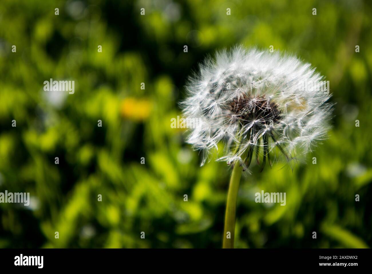 White Fluffy Dandelion Flower Stock Photo