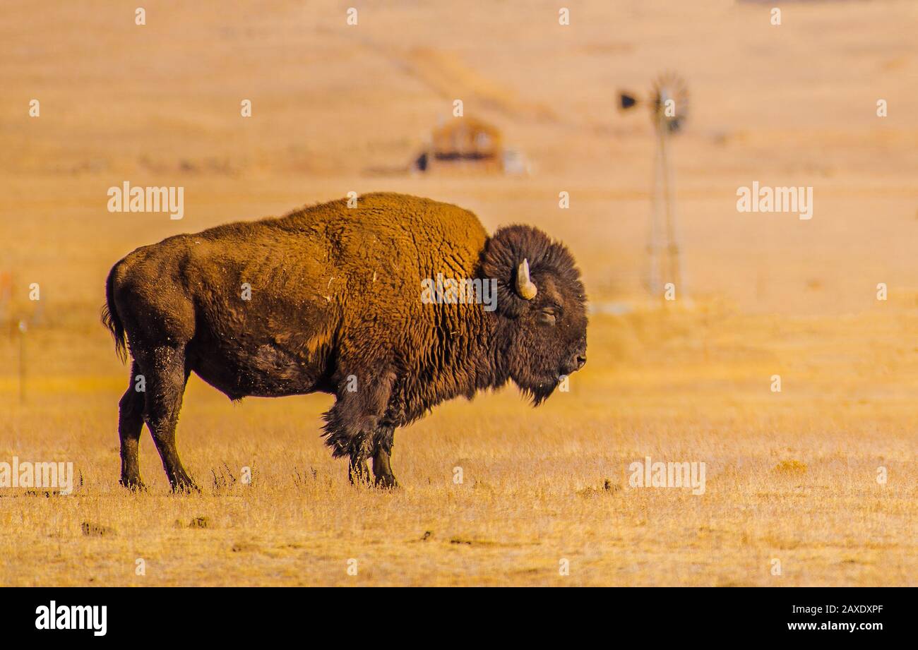 American bison on grasslands hi-res stock photography and images - Alamy