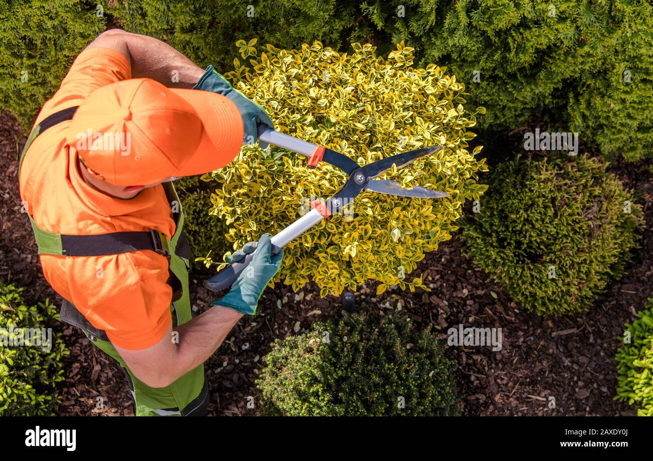 Gardener Plants Shaping Work. Caucasian Garden Worker with Large