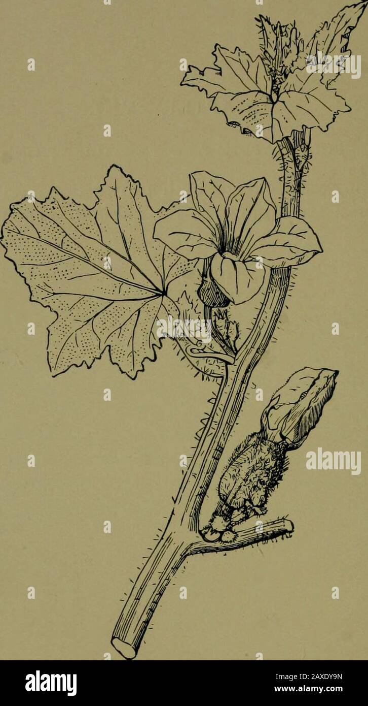Plants and their ways in South Africa . Fig. 151.—Montinia acris,tipped by an ovary, II,staminate flowers. L. I. BranchBranch bearing Fig. 152. — Cliffortiartiscifolia, L. I. staminate flower. II.Section through femaleflower. (From Ed-monds and Marloths Elementary Botanyfor South Africa.) has a sharp taste, from which it gets its last name. The flowersof this bush, Montinia acris^ L., are not so very pretty, but the 153 154 Plants and their Ways in South Africa dry rattle of last years pods bids us examine the flowers ofthis season. We find a small white flower with four petals. Fig. 153.—Melo Stock Photo