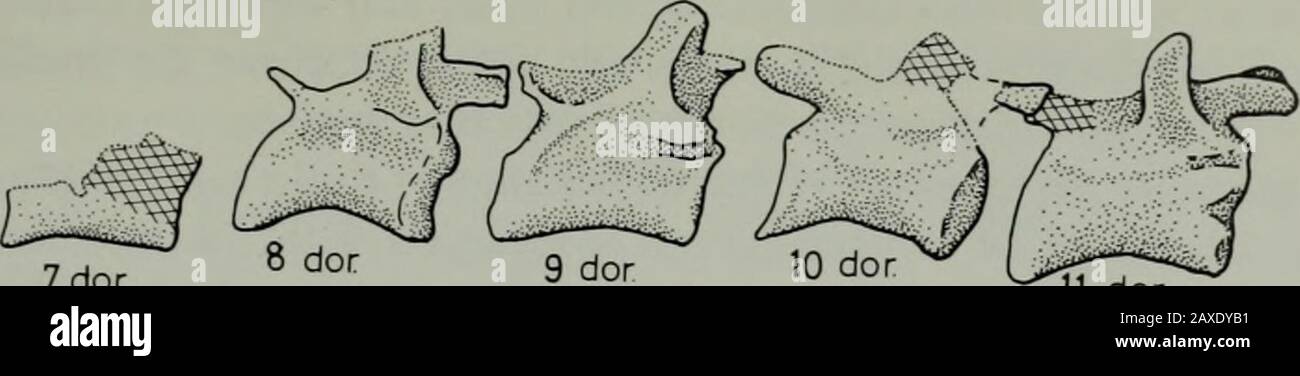 Annals of the South African MuseumAnnale van die Suid-Afrikaanse Museum . hasa procoelous centrum and is markedly convex posteriorly. This convex rearmeets the apparently convex anterior surface of the fifth vertebras centrum,which also appears to be opisthocoelous. The sixth vertebra is provided witha biconcave centrum, the neural spine is broad in lateral view, and its postero-dorsal edge overhangs the postzygapophysis so that a posterior embayment isformed above the postzygapophysis. The seventh vertebra resembles the sixthand the succeeding eighth in the shape of the neural spine, and both Stock Photo
