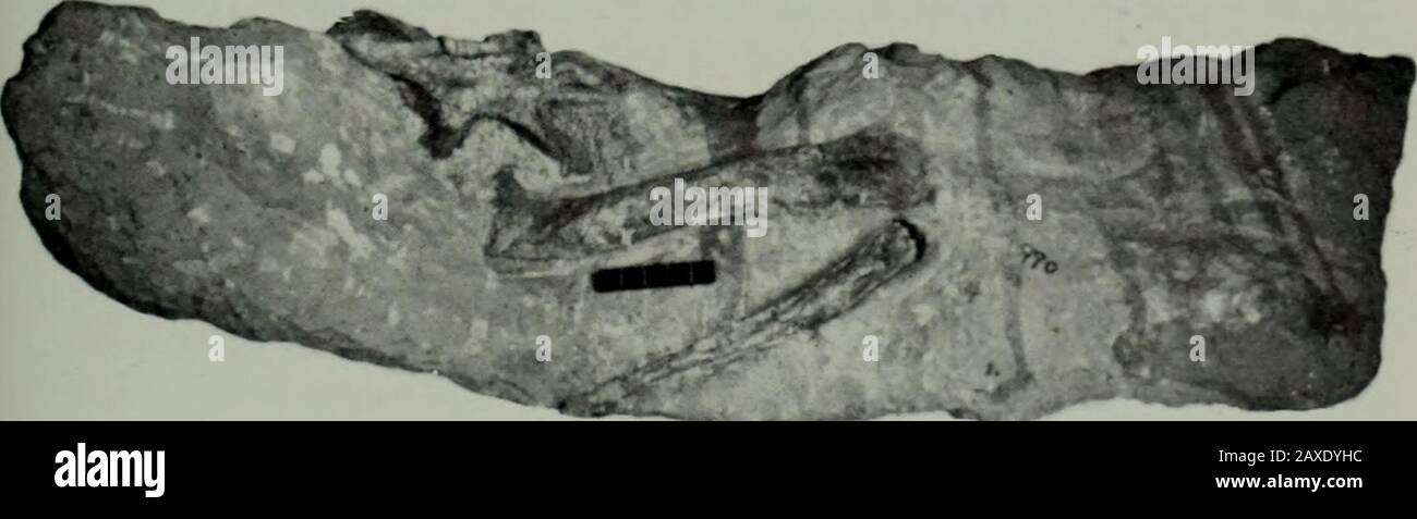 Annals of the South African MuseumAnnale van die Suid-Afrikaanse Museum . Fig. 1. Anchisaurus capensis (Broom). Type specimen (SAM-990) showing vertebral col(top), pubis, ischia and pes (middle) and ilium, femur and fibula (bottom). umn 124 ANNALS OF THE SOUTH AFRICAN MUSEUM Summaries of certain aspects of the revision of the family Anchisauridaehave been published earlier (Galton 1971, 1973, in press). The first author(P. M. G.) is responsible for all sections except the description and illustrationof SAM-990, which is the work of the second author (M. A. C). REDESCRIPTION OF ANCHISAURUS CAPE Stock Photo
