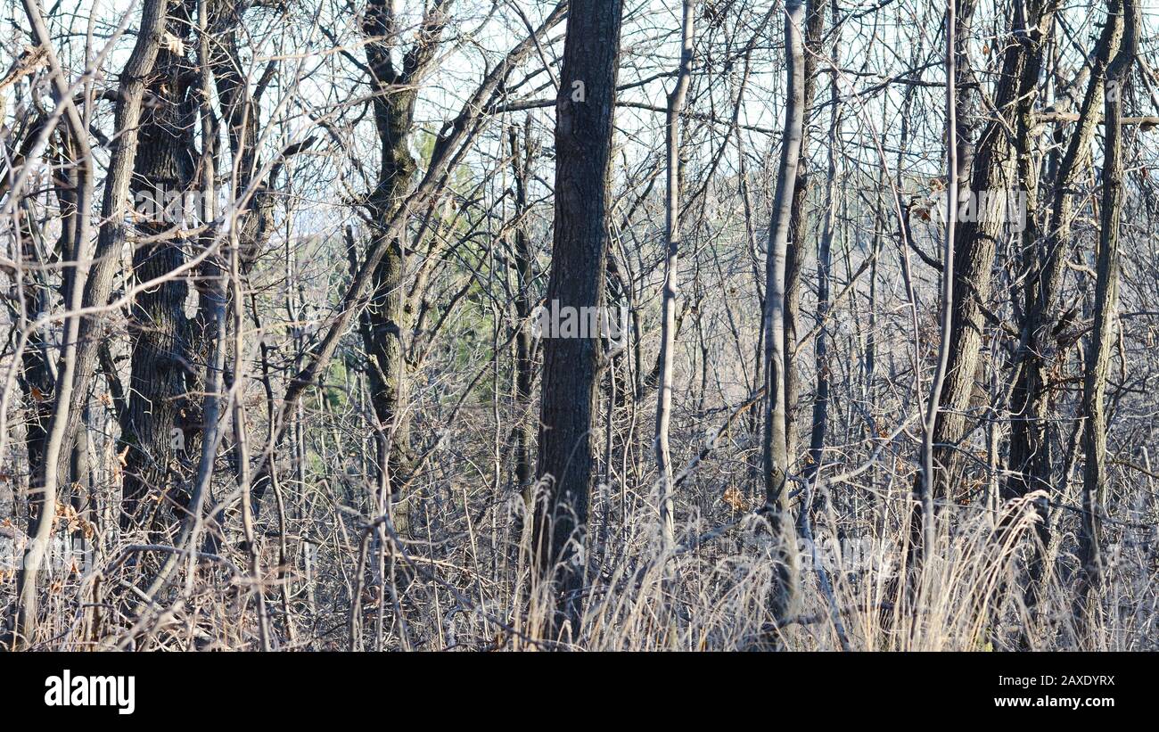 Forest Without Path Forest without leaves Stock Photo - Alamy