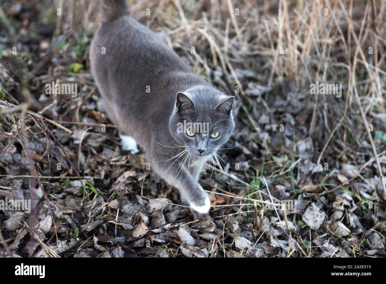 a domestic cat outsides Stock Photo