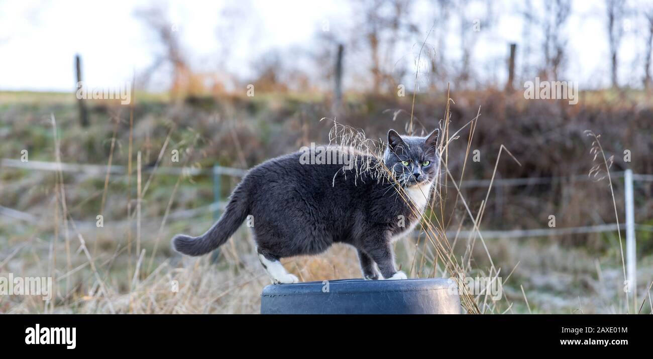 a domestic cat outsides panorama Stock Photo