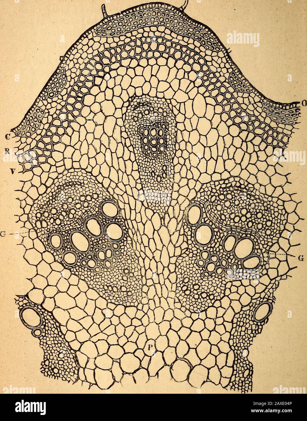 Text-book of structural and physiological botany . two parts remaining separated fromone another by the thin-walled formative tissue. The modeof the further development of the vascular bundles has notyet been fully determined; because it is scarcely possible toobserve the first formation of the cambium-bundle in the* punctum vegetationis, or in seedlings, the investigation ofwhich could alone give the clue. It is therefore not yetaccurately known whether the leaves are penetrated byramifications of the vascular bundles of the stem, or whetherthey form bundles of their own which unite with the Stock Photo