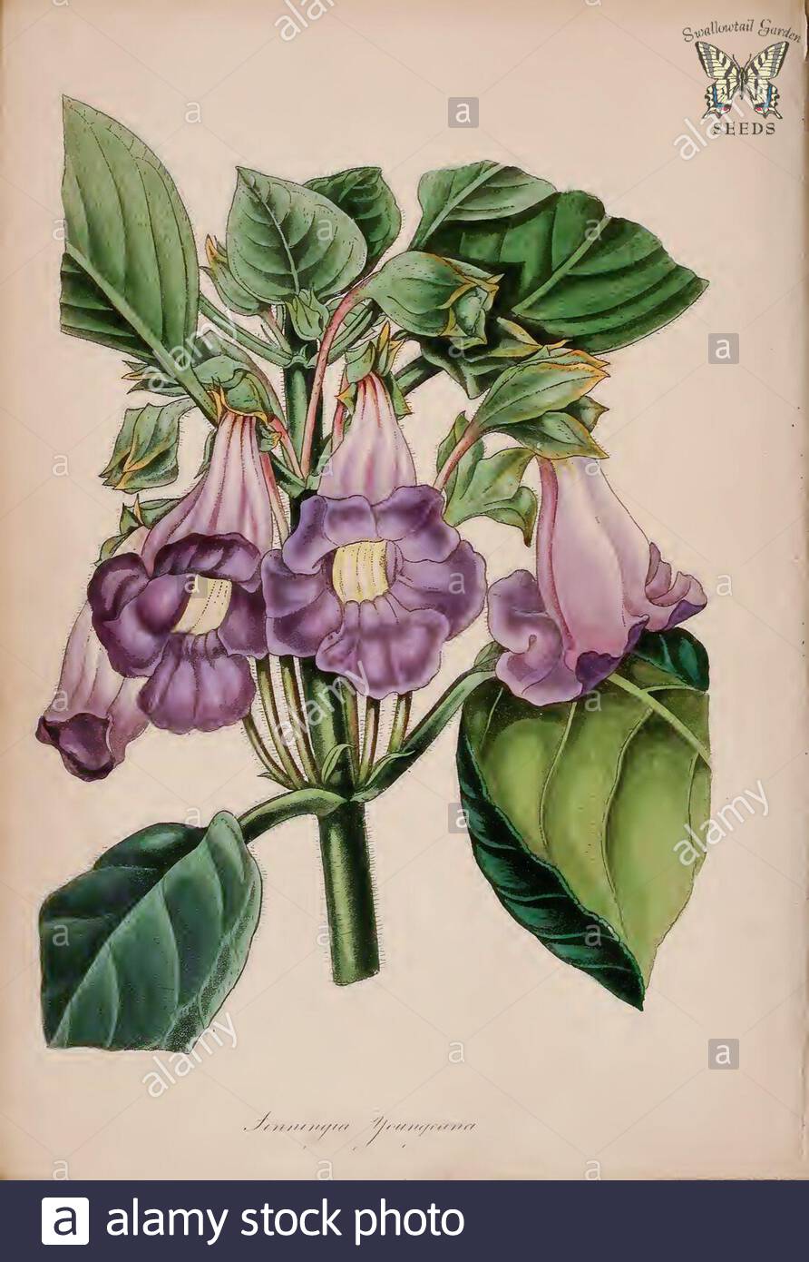 From The Botanical Magazine Stock Photos From The Botanical