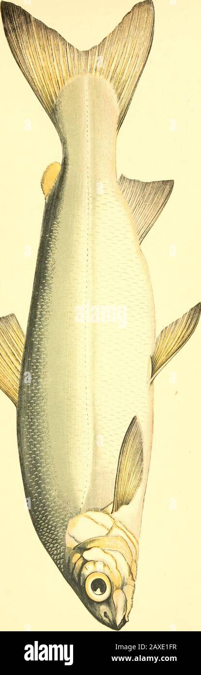 A history of the fishes of the British Islands . iniad, in regard to which, and some others thatare like it, we cannot feel assured in reference to the synonymsderived from foreign writers; although in one instance, whichwas an example obtained from Sweden, we entertain no doubtof its being the same with the Biitish species; of which thename as given above professes a meaning in the ancient languageof our country, and which continues to be spoken in Wales. Itdesignates a fish which is distinguished by the brilliant whitenessof its colour; but like all names which are simply descriptive,this ha Stock Photo