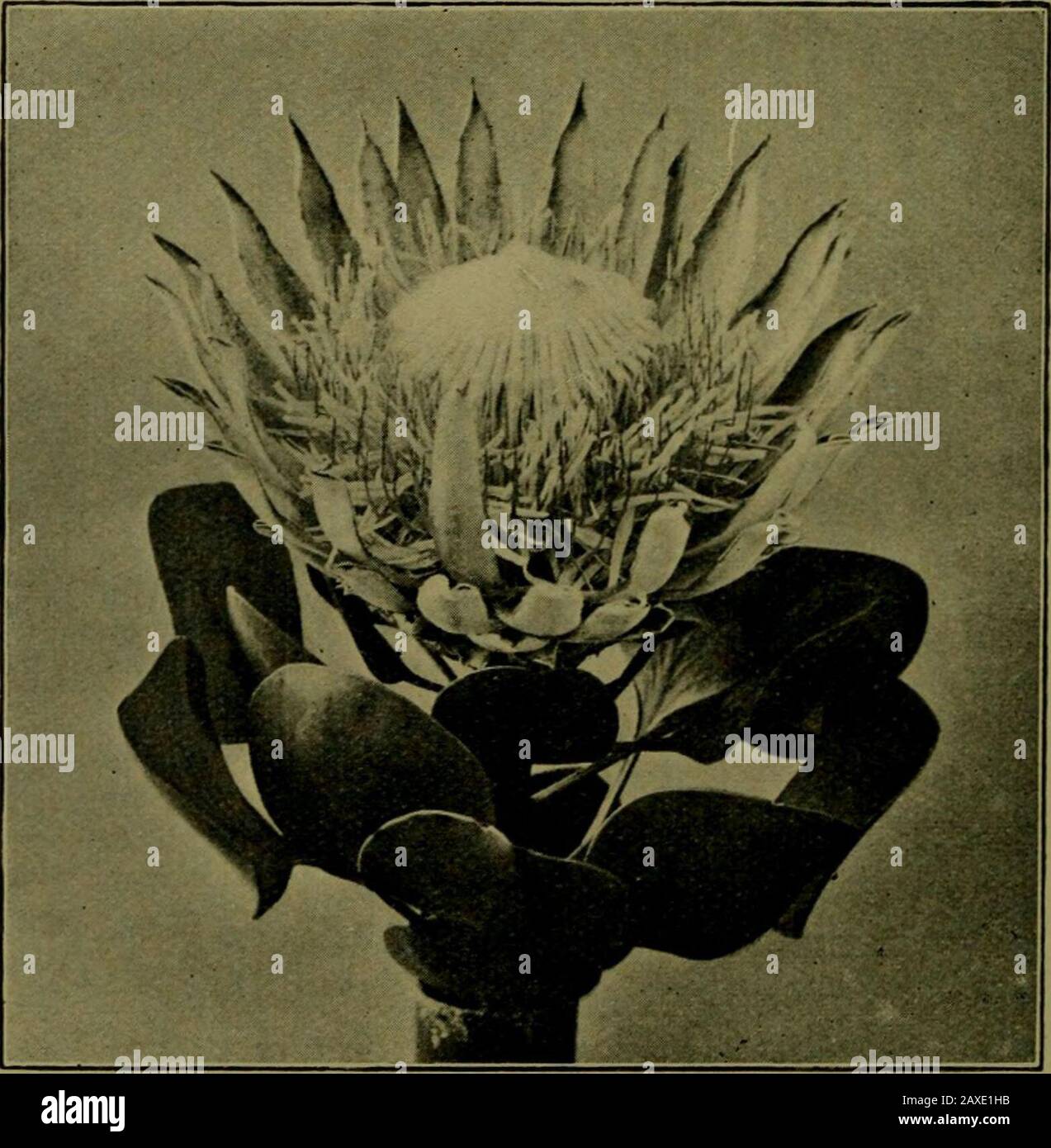 Plants and their ways in South Africa . Fig. 146.—A, Cymose inflorescence oiMyo-sotis ; B, diagrammatic representation ofthe order of development of the flowers inthe helicoid cyme. (From Thom^ andBennetts Structural and PhysiologicalBotany.). Fig, 147.—Capitulum^ or head of Protea, surrounded by-bracts forming an involucre. Flowers and their Parts 151 In Satyrium the bracts become more and more like thefoliage leaves farther down on the stem. Bracts are modifiedleaves. Are all flowers subtended by bracts ? Relation of Flower Parts.—Just as bracts merge intoleaves, so the sepals may become qui Stock Photo