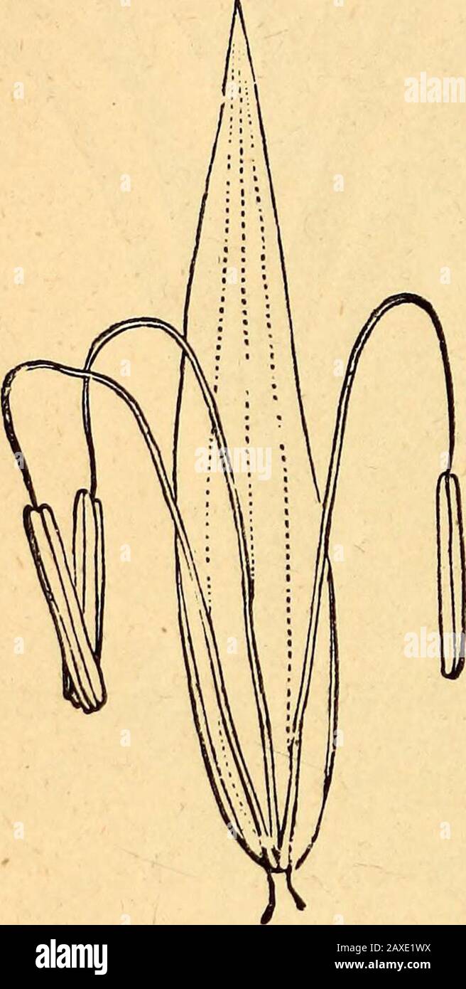 Text-book of structural and physiological botany . Fig. 466.—Flower of Cyperuslongus with the parts sepa-rated (magnified). 348 StriLcticral and Physiological Botany. of food in the South of Europe ; several species of Carex are offi-cinal. Papyrus antiquorum^ the papyrus of Egypt and Sicily, was thefirst material used as paper. [Principal genera :—Papyrus^ Cypertts^Eleocharis, Eriophorum^ Scirpus^ Isolepis^ Schcenus, Cladium^ Rhyncho-spora, Car ex.1 I. II.. Stock Photo