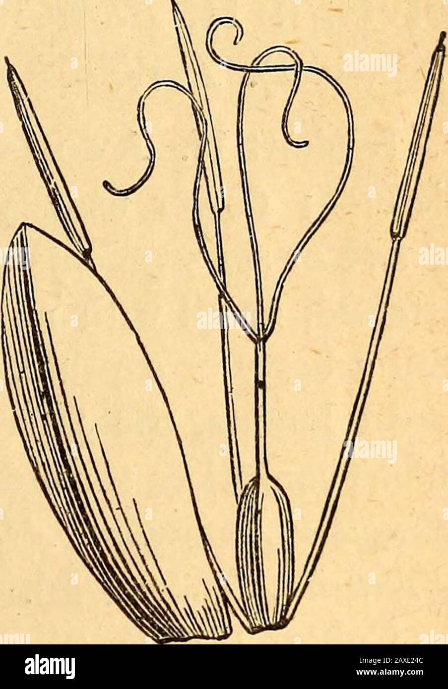 Text-book of structural and physiological botany . ing rhizome of Carex (greatly reduced). pales usually occurring in each flower ; and then the inner one is eitheradherent to the rachis, or, as in Cai^ex, is transformed into a sheathingbag or utricle enclosing the flower. Thegenera with hermaphrodite flowers areeither entirely destitute of a perianth, asCyperus (Fig. 466) and Cladiuin, or it iscomposed of bristles, either few in number,as in Scirpus .2&lt;xA Rhynchospora, or in largenumbers, and in that case forming a tuft ofhairs closely resembling cotton-wool spring-ing from the infloresce Stock Photo