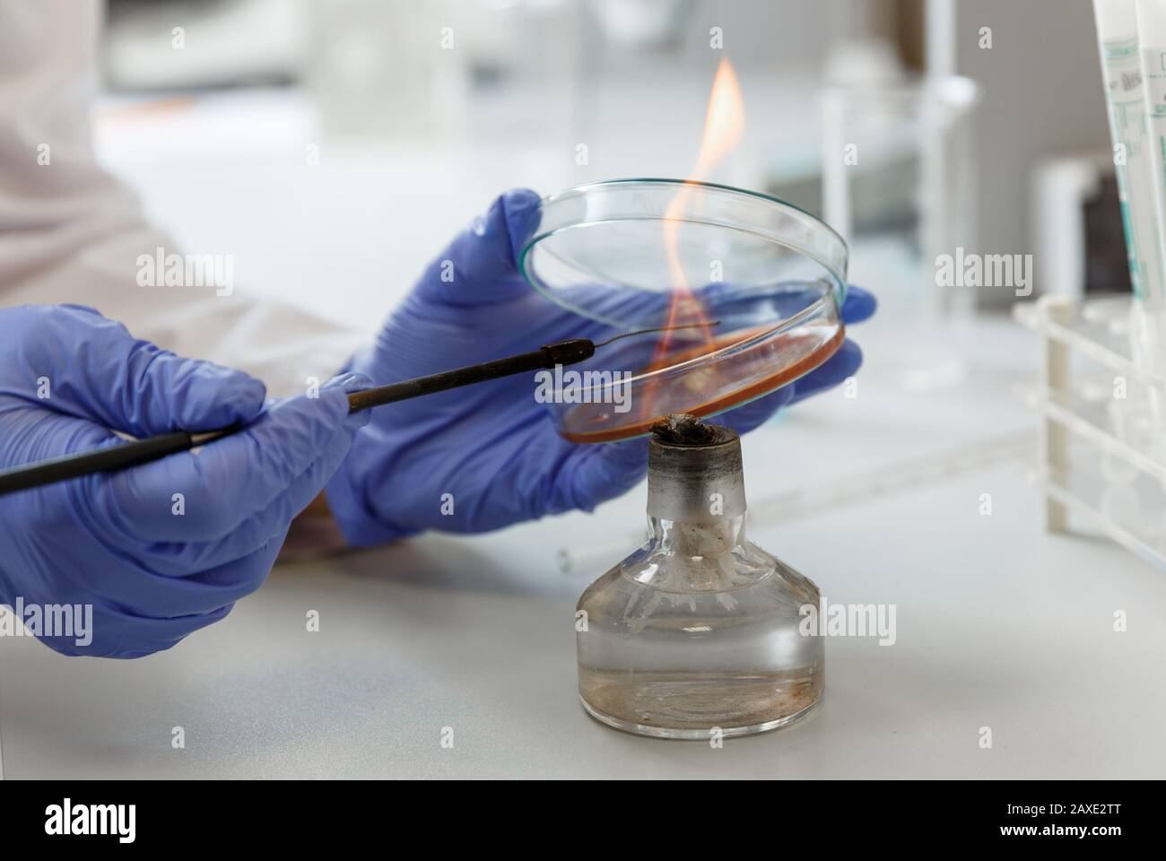 Laboratory assistant analyzes bacterium sample using medical equipment
