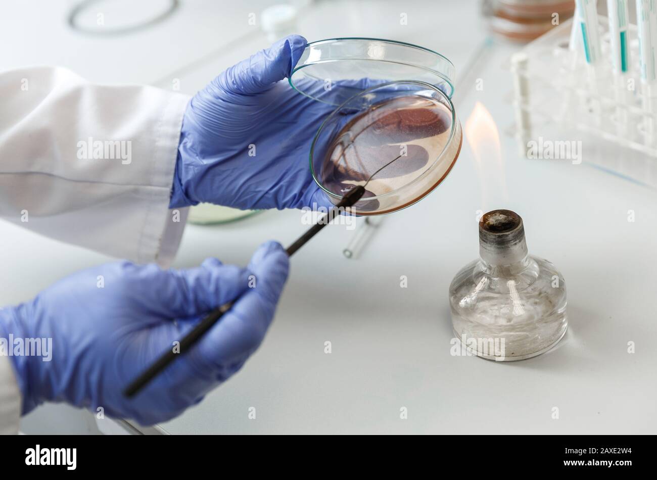 Laboratory assistant analyzes bacterium sample using medical equipment in a bacteriology clinic. Microbiological medical concept Stock Photo