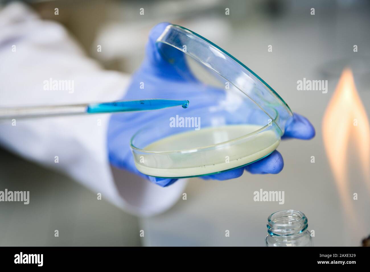 Laboratory assistant analyzes bacterium sample using medical equipment in a bacteriology clinic. Microbiological medical concept Stock Photo