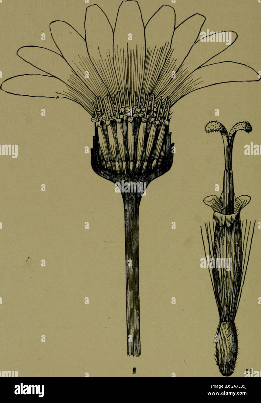 Plants and their ways in South Africa . Fig. 143.^Compound umbel of Bubon. (From Edmonds and Marloths Elementary Botany for South Africa .) on the stem. In other umbels of this order the central flowersopen first. The simple umbel oi Nerine (Fig. 142) is definite, as theyare in Asclepias, Hydrocotyle, Sparmannia. (The youngestflowers in the Sunflower family are always at the centre but inScabiosa the heads are cymose. These definite umbels mayconsist of condensed clusters of cymes as in Agapaiithus. The garden Foxglove sometimes, instead of rearing statelyracemes of flowers, has a large termin Stock Photo