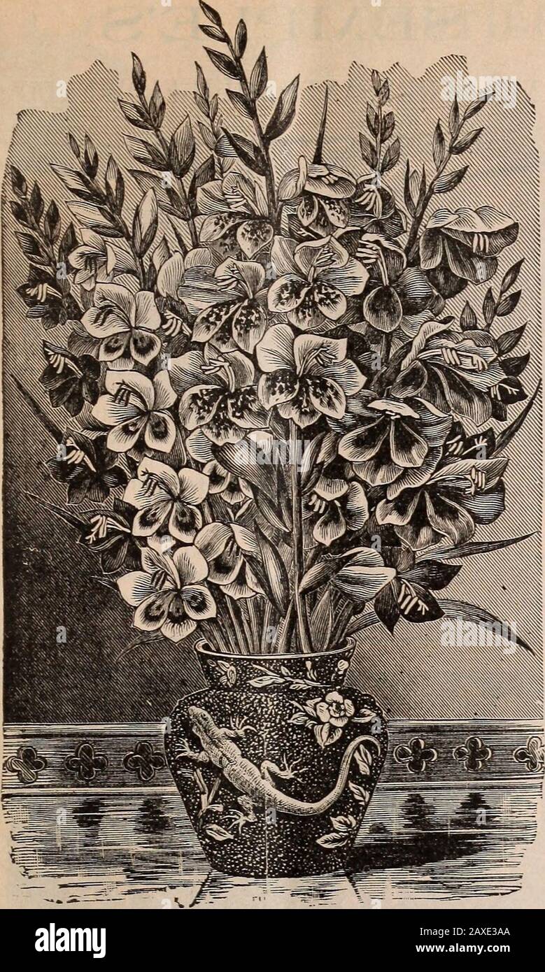 Garden, field and flower seeds . It is a black seededvariety, and the heads are so solid that, generally, theyhave to be cut before any seed stalk can make its ap-pearance. The heads are of good size and very tender.Pkt. 10 cts., oz. 15 cts., 34 lb. 40 cts., lb. $1.50. F0RDH00K SQUASH. The size is most convenient for family use, and theappearance extremely handsome, of a bright yellowoutside, and a straw-yellow within. The flesh is as dryas Pikes Peak, and much sweeter—making it the bestin quality of all winter squashes. It seems incapable ofrotting, and, placed in a cool, dry room, keeps in p Stock Photo