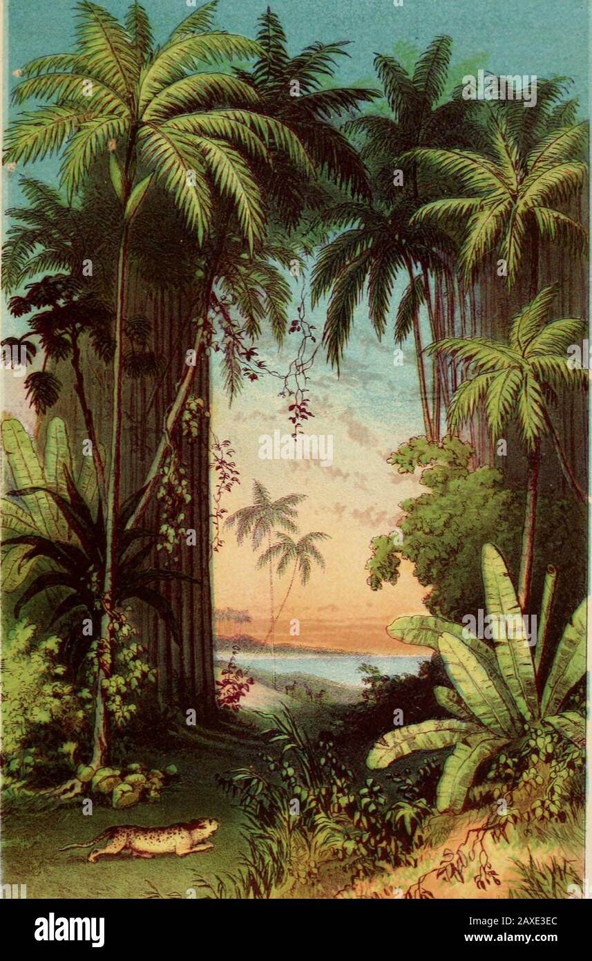 The palm tree . Clje irag f aim. (Preodoxa regia.—Humboldt and Kunth.Pahna real.—De la Havana.) N the threshold of the great continent ofAmerica, in the lovely island of Cuba, thesestately palms met the eyes of Columbus,the discoverer of the New World. While yet in the first eager excitementof wonder and delight at the splendoursof tropical scenery unfolding themselves to him, thesesuperb trees, two hundred feet high, and crowned withwaving plumes, must have looked to Columbus like themagnificent nobles of some mighty kingdoms tandingin the antechamber of their sovereign, to greet thearrival o Stock Photo