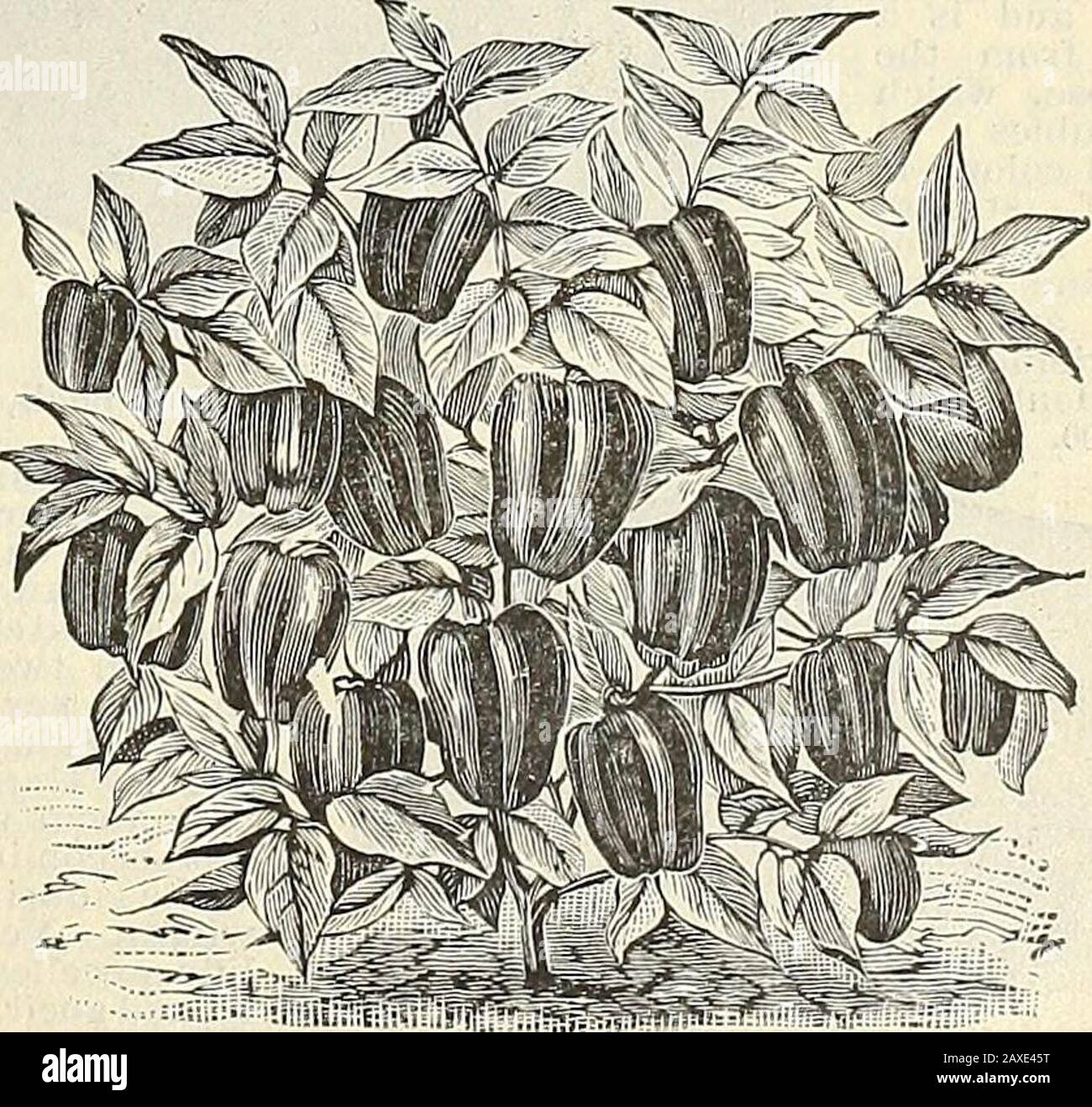 Illustrated hand book : Rawson's vegetable & flower seeds / W.WRawson & Co. . Dwarf Early Squash Pepper.. RuBV Kino 1kpper. RAWSOJSlS CATALOGUE OF VEGETABLE SEEDS. 0 PEPPERS —Continued. Sweet Spanish. —The earliest of all the varieties. The flesh is sweet, mild, and pleasant. Perpkt., 5 cts.; oz., 25cts.; 1-1 lb., 75 cts.;lb., $i.50.Coral Gem Boaquet(see cut). — Is thefinest of the small-sized varieties. Itsbeautiful littlepods of shiningred color are sothickly set as togive it the appear-ance of a bouquetof corals, henceits name. Besidesits great beauty,it serves the house-keeper in a mostcon Stock Photo