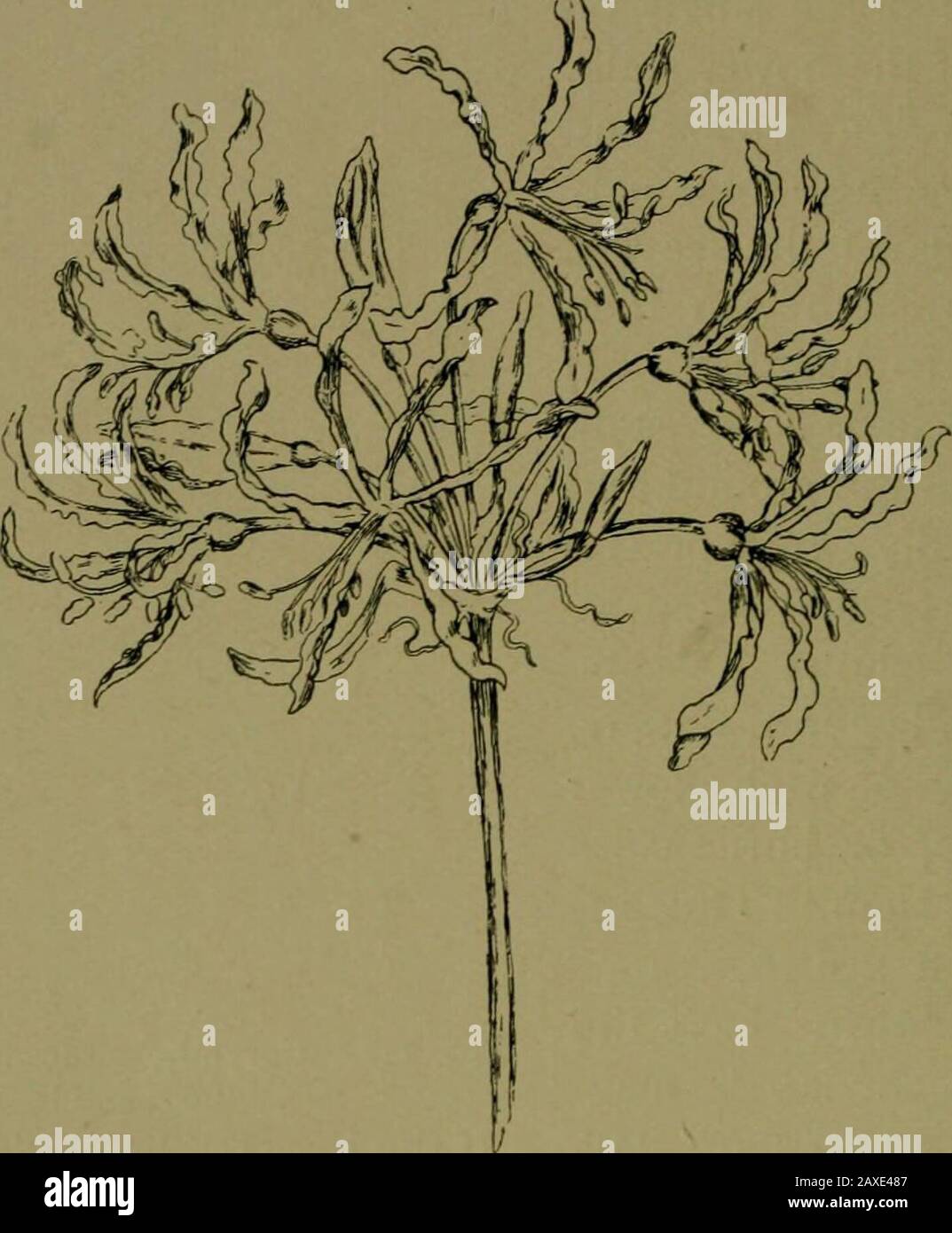 Plants and their ways in South Africa . Fig. 141, -Corymbose raceme of Albucaminor Linn. 146 Plants and their Ways in South Africa takes its name from the umbel or umbrella-like arrangementof the flowers. Widely different families have this floral ar-rangement—as the Pelargoniums and Erodiums of the familyGeraniacecE, many of the Amaryllidaceae or Belladonna family,Microloma and Asclepias. In what is regarded as the true spike, raceme, capitulum,and umbel, the younger flowers continue to open toward the. Fig. 142.— Simple umbel of Nerine. The top or centre, which in the umbel corresponds to th Stock Photo