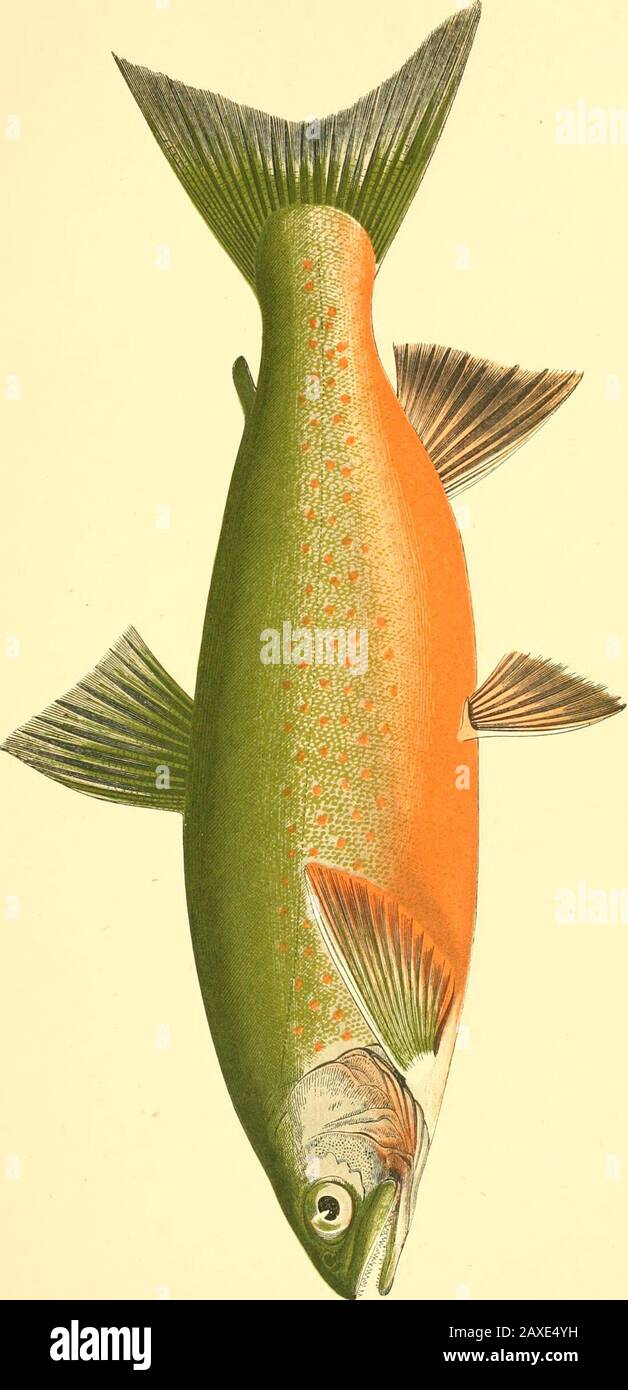 A history of the fishes of the British Islands . anthat of the head