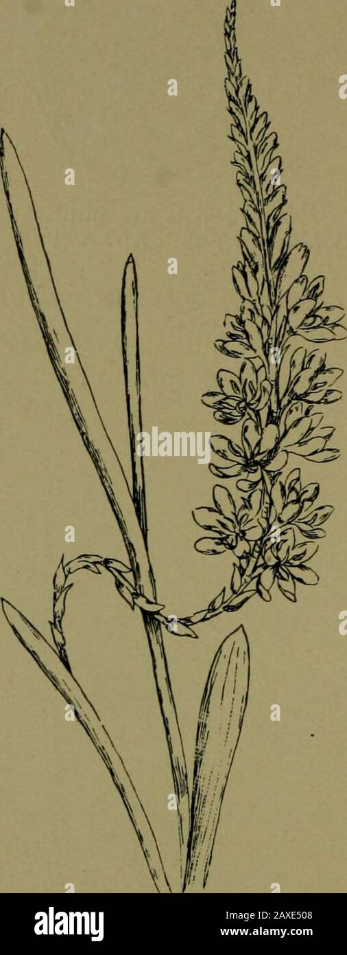 Plants and their ways in South Africa . Fig. 137.—Imbricate aestivationof both sepals and petals.(From Edmonds and Marloths Elementary Botany for SouthAfrica.) Fig. 138. — Plumbago.Stamens, honey glands,and pistil. (From Hens-lows South AfricanFlowering Plants.) Honey glands are the parts of flowers which secretenectar. In the Buttercup [Ranunculus) and Grewia a gland isplaced at the base of each petal. Geranium has a gland atthe base of each long stamen. These flowers are regular and 144 Plants and their Ways in South Africa the glands are evenly distributed around the flower. Inzygomorphic f Stock Photo