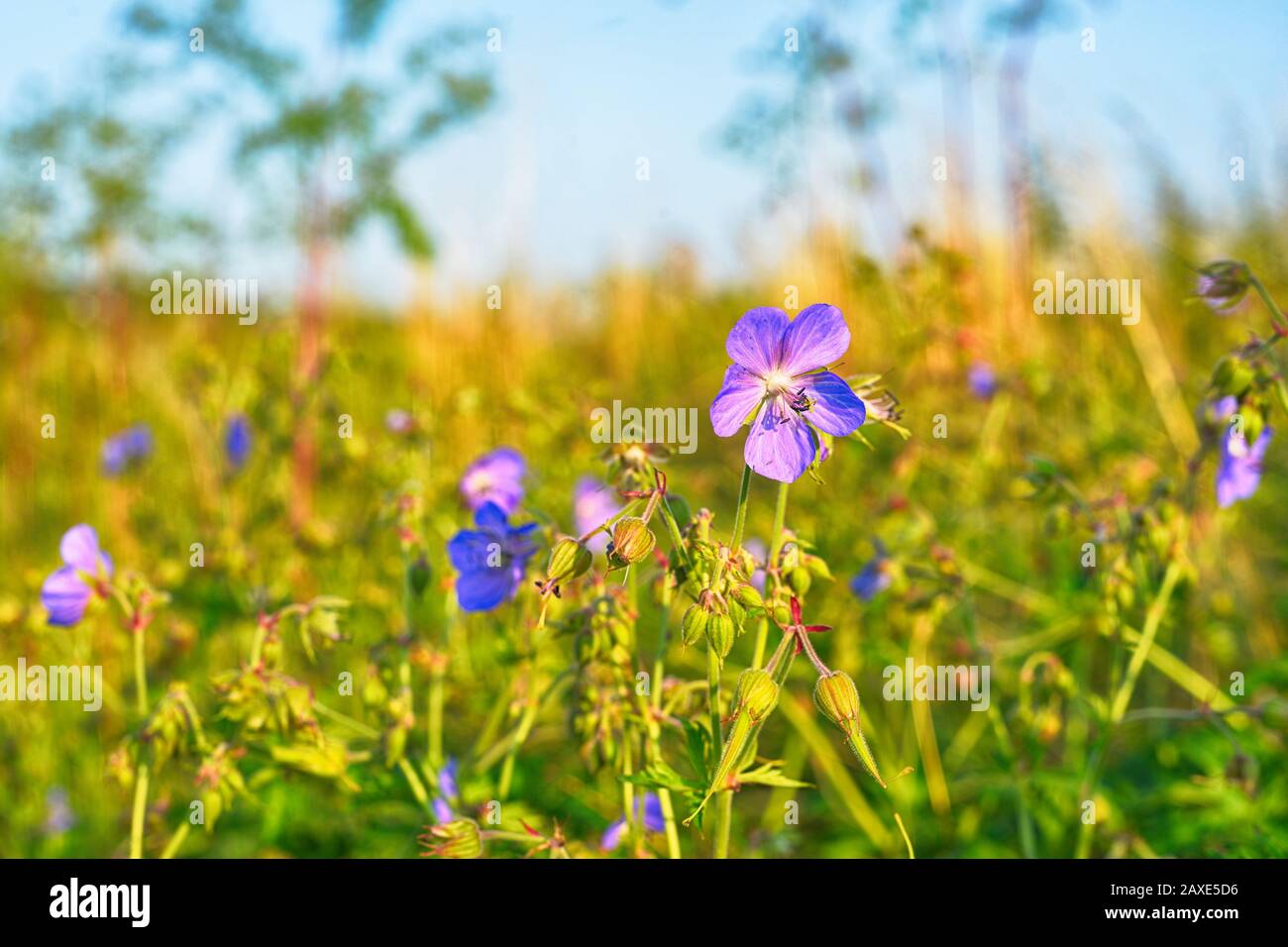Sommerwiese mit blauen Blumen Stock Photo