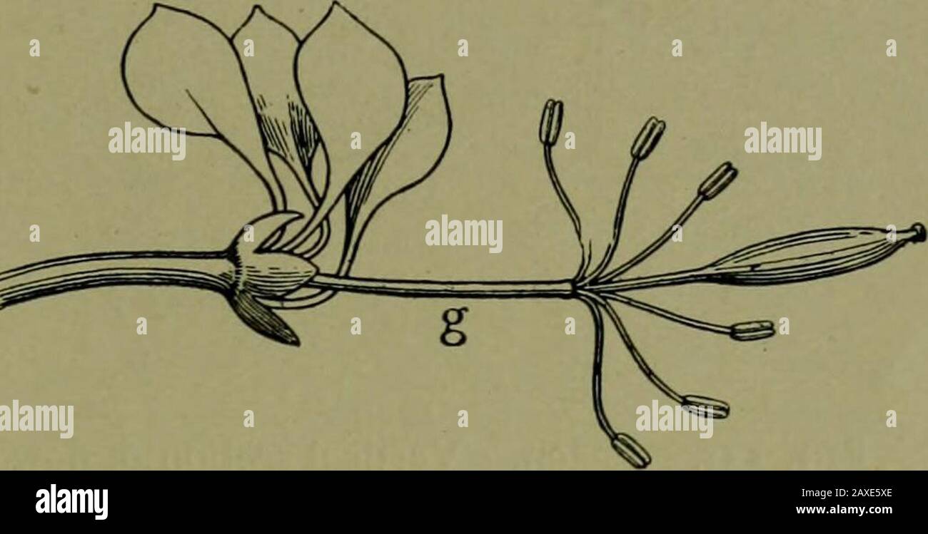Plants and their ways in South Africa . 129.—Section through flower ofBarosma crenulata, Hook., after theremoval of the petals (magnified): st,fertile stamens; sto, barren stamens(staminodes); d, lobes of disk. (FromEdmonds and Marloths ElementaryBotany for South Africa.) base of the anthers (basifixed). In Jasmine the filaments ex-tend between the anthers (adnate) In grasses and in Bulbinellathe filaments are so joined to the centre of the anther at the backthat they easily swing (versatile). Versatile anthers are fre-quently found where pollen is conveyed from them to the stigmasby wind. The Stock Photo