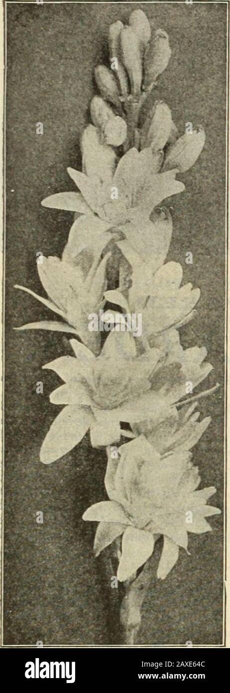 Dreer's garden book : seventy-fourth annual edition 1912 . ViNCA Major Variegata Excelsior Double Pearl Tuberose. TIGRIUIAS. (Tiger, or Shell Flower.) These gorgeous summer-floweringbulbs look well associated with Gladioli,Lilies and kindred stock; grow about li feet high, and flower freely throughout the summer. They require thesame treatment as Gladioli, and should be lifted in autumn and dried offin the same way. Conchiflora. Golden-yellow, spotted crimson. Pavonla Qrandiflora. Bright crimson, centre spotted with yellow.(Jrandifiora alba. Ivory-white, yellow centre, spotted with crimson.— L Stock Photo