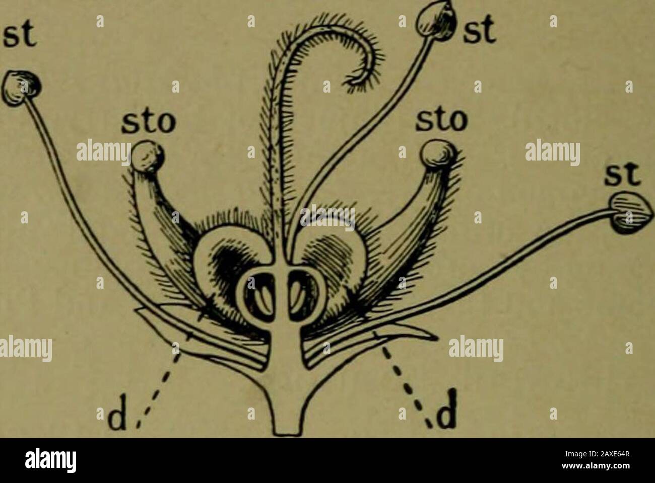 Plants and their ways in South Africa . Fig. 128. -Stamens of Cyanella ca-pensis, L, Fig. 129.—Section through flower ofBarosma crenulata, Hook., after theremoval of the petals (magnified): st,fertile stamens; sto, barren stamens(staminodes); d, lobes of disk. (FromEdmonds and Marloths ElementaryBotany for South Africa.) base of the anthers (basifixed). In Jasmine the filaments ex-tend between the anthers (adnate) In grasses and in Bulbinellathe filaments are so joined to the centre of the anther at the backthat they easily swing (versatile). Versatile anthers are fre-quently found where polle Stock Photo