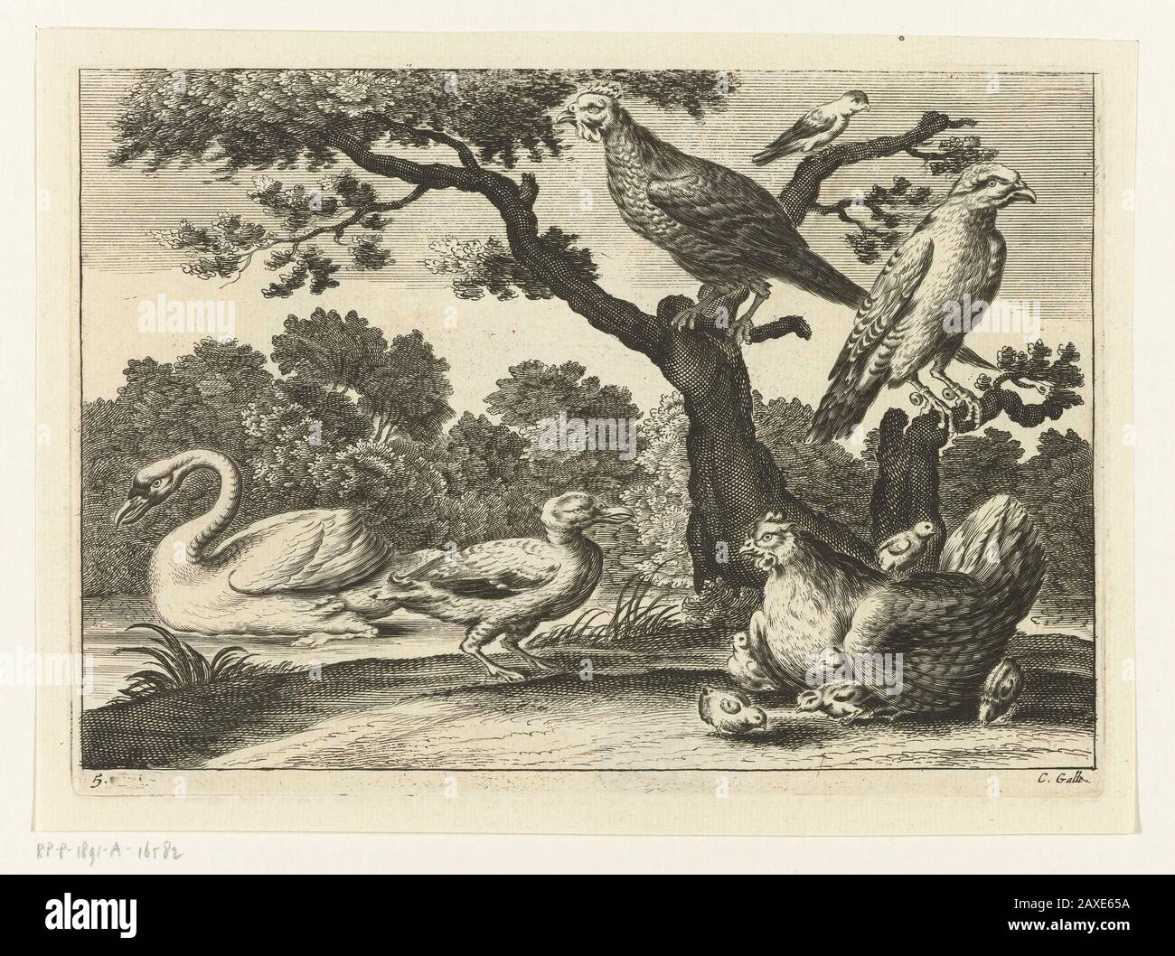 "Zwaan, kip met kuikens en andere vogels; Landschap met zwemmende zwaan, een kip omringd door kuikens, en andere vogels.; Iconclasscode: 25F3; Iconclasscode: 25F36(SWAN); Iconclasscode: 25F38(TURKEY); Iconclasscode: 34B232; print; 1654 - 1678; 1654 - 1678; " Stock Photo