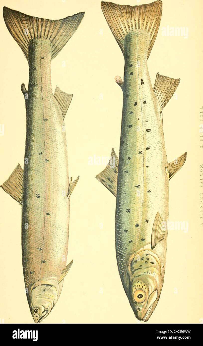 A history of the fishes of the British Islands . gned to our fish will notapply to the Hucho of Germany and Linna3us; and that thislast-named species is not found anywhere even in Germany,except in the Danube and its tributary streams; to which Dr.Reisinger adds, that it is not common in any part of Hungary.It is evident that the figure of the Hucho in the work of Bloch,pi. 100, is not nearly like our fish; and the more indifferentone copied by Willoughby from Gesner is still less like it. Weare therefore compelled to conclude that our fish, presently tobe described, must not be referred to an Stock Photo