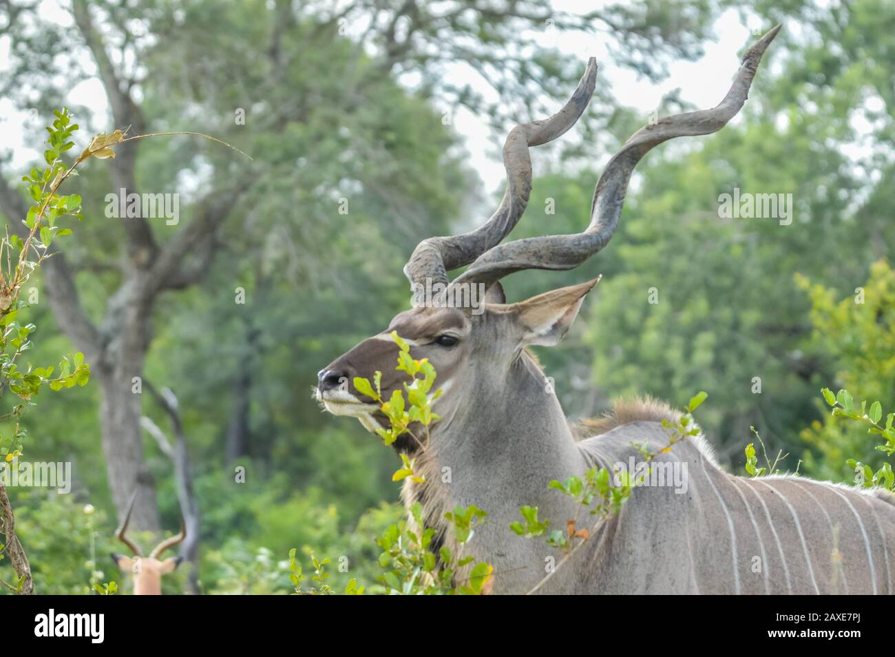 A large male Kudu antelope with big horns in Kruger national park Africa Stock Photo