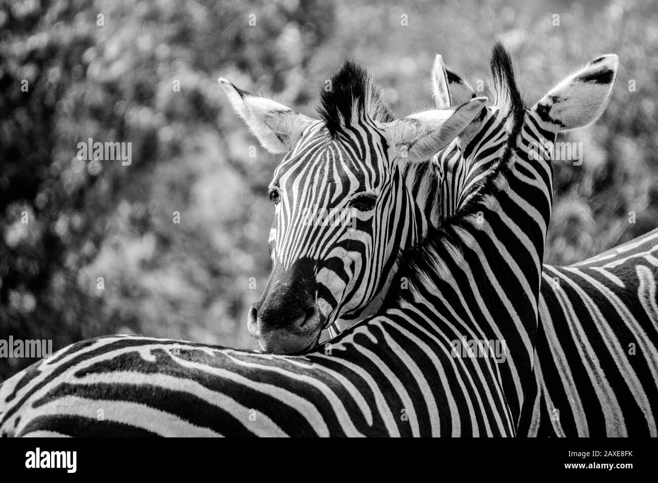 Cape Burchell's Zebra in savannah in South Africa game reserve Stock Photo