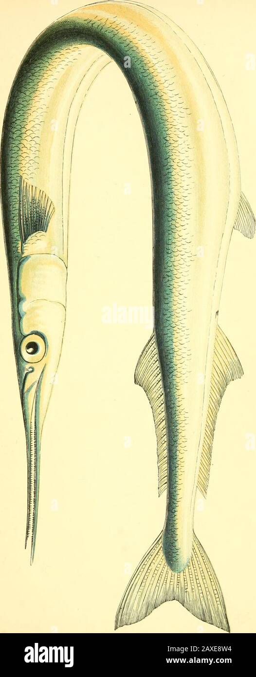 A history of the fishes of the British Islands . Bloch ; pi. 33. Donovan; pi. 64. Belone vulgaris, Cuvier. Fleming; Br. Animals, p. 184. Jenyns; Manual, p. 418. Yakrell ; Br. Fishes, vol. i, p. 442. On the coast of Cornwall this fish is common at all seasons,as also in the Mediterranean, and more sparingly, according toMr. Lowe, at Madeira; but as spring advances it extends itswanderings northward, so as to be known along the bordersof Scotland, Sweden, and Norway, in which latter countryNilsson says it is a common remark that when the Garfishappears in spring it is a sign of a dry summer. In Stock Photo