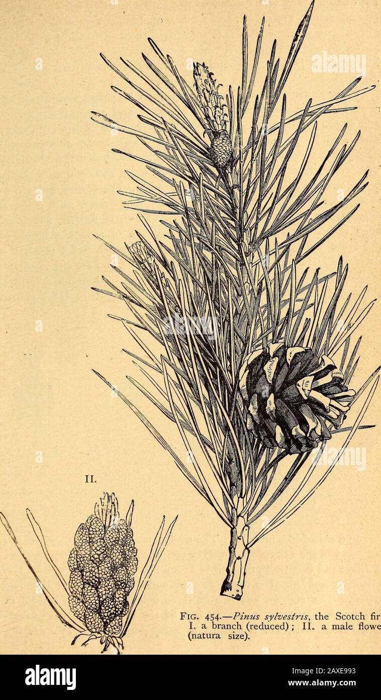 Text-book of structural and physiological botany . Fig. ^S3—Cycas circinalis, a Cycad (greatly reduced). no floral envelope or perianth, but consist simply of an axis, which isin the one case densely covered with stamens, in the other case bears special Morphology and Classification, 335 I.. Fig. 454.—Pinus sylvestris, the Scotch fir ;I. a branch (reduced) ; II. a male flower^(natura size). 336 Siritctural and Physiological Botany, the ovules. The two cotyledons are unlike in form, are connate withone another at their apex, and remain, on germination, enclosed in thealbuminous seed. The pith o Stock Photo