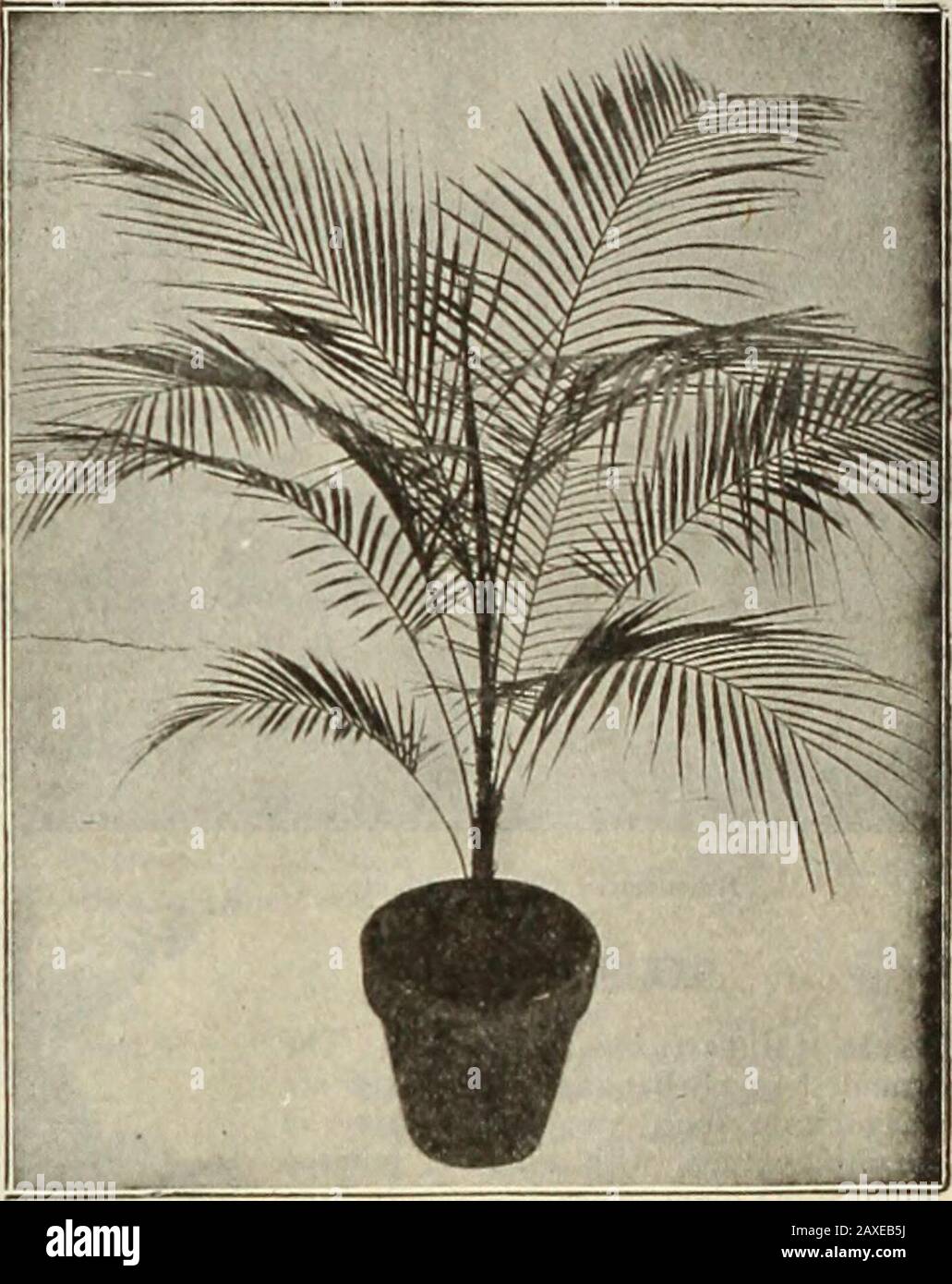 Dreer's garden book : seventy-fourth annual edition 1912 . to 36 inches high, $5.00 each.Cocos /Vlarie Rose and Schizophylla. Both interesting, strong-growing species, useful in Florida and California, where they can be planted out. $1.50 each. Cocos Weudeliana. Deckeria Nobilis. A very rare Palm, with narrow, divided pinnae of klight green color, the stems closely protected with long, light-colorecspines; requires a close, high temperature. 3-inch pots, $2.50 each. Dsmonorops Palembanicus (C«?»nw»). A tropical s|)ecies delighting in a high, moist atmosphere, finely feathered dark green foliag Stock Photo