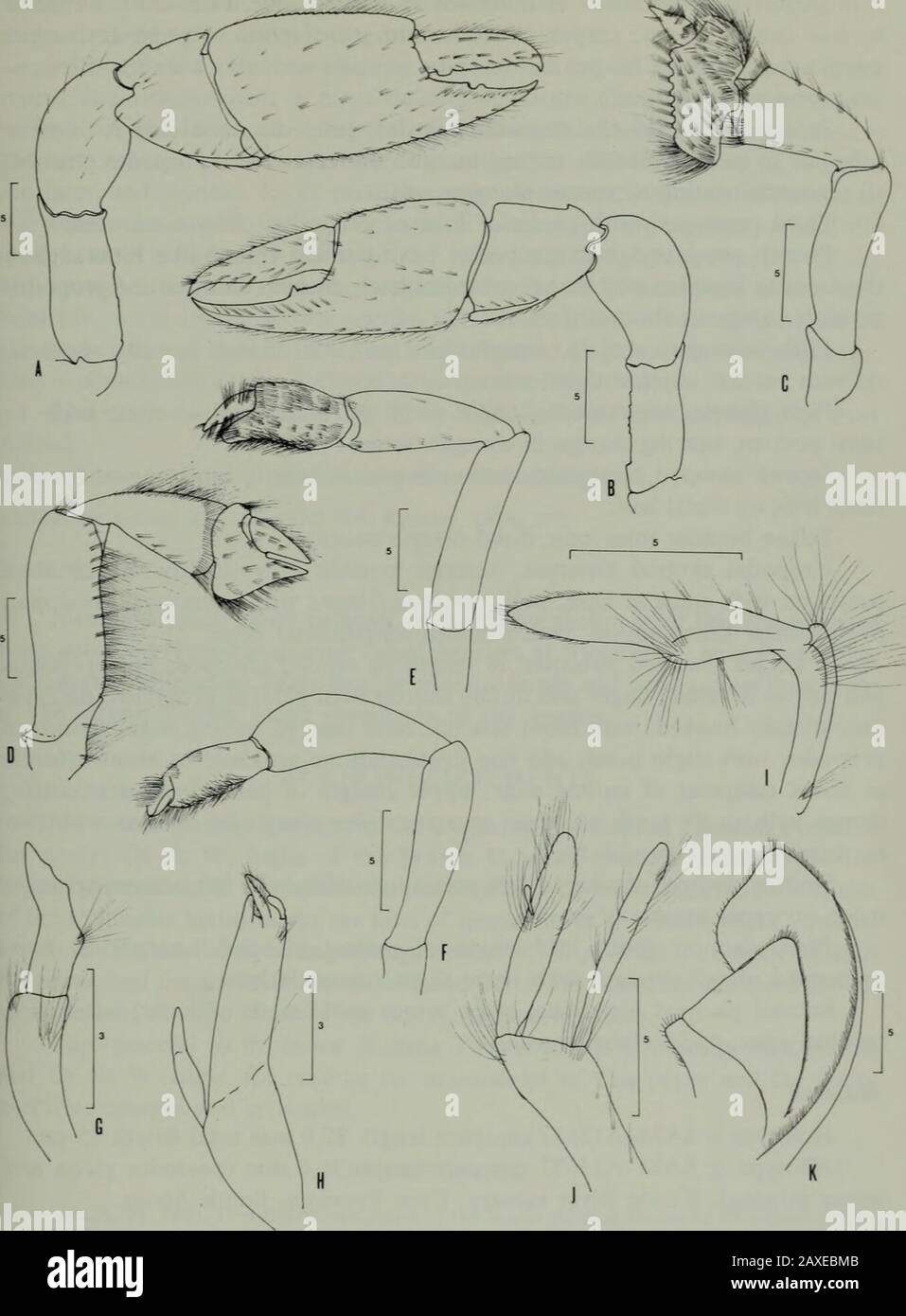 Annals of the South African MuseumAnnale van die Suid-Afrikaanse Museum . Fig. 4. Callianassa pixii sp. n. A. Anterior carapace, eyestalks, and antennae in dorsal view. B. Telson and uropod.C. Mandible. D. First maxilla. E. Second maxilla. F. First maxilliped. G. Second maxilliped. H. Third maxilliped, inner view. RECORDS OF MUD-PRAWNS FROM SOUTH AFRICA AND MAURITIUS 55. Fig. 5. Callianassa pixii sp. n. A. Larger cheliped J. B. Smaller cheliped $. C. Third pereiopod. D. Second pereiopod. E. Fourth pereiopod. F. Fifth pereiopod. G. First pleopod q. H. Second pleopod J. I. First pleopod ?. J. Se Stock Photo