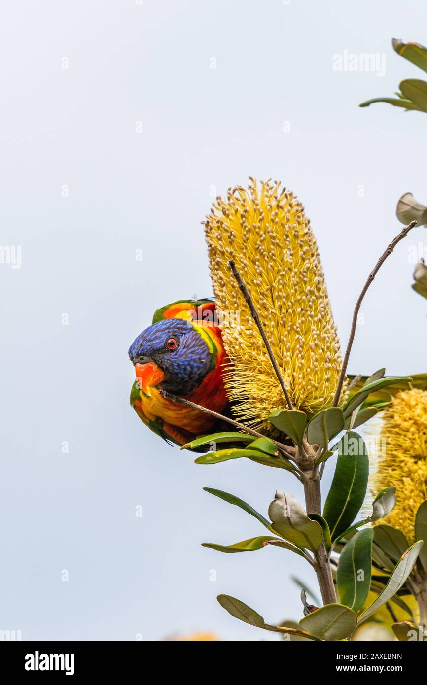 Isolated rainbow lorikeet seeking nectar on a tree in Sydney Stock Photo