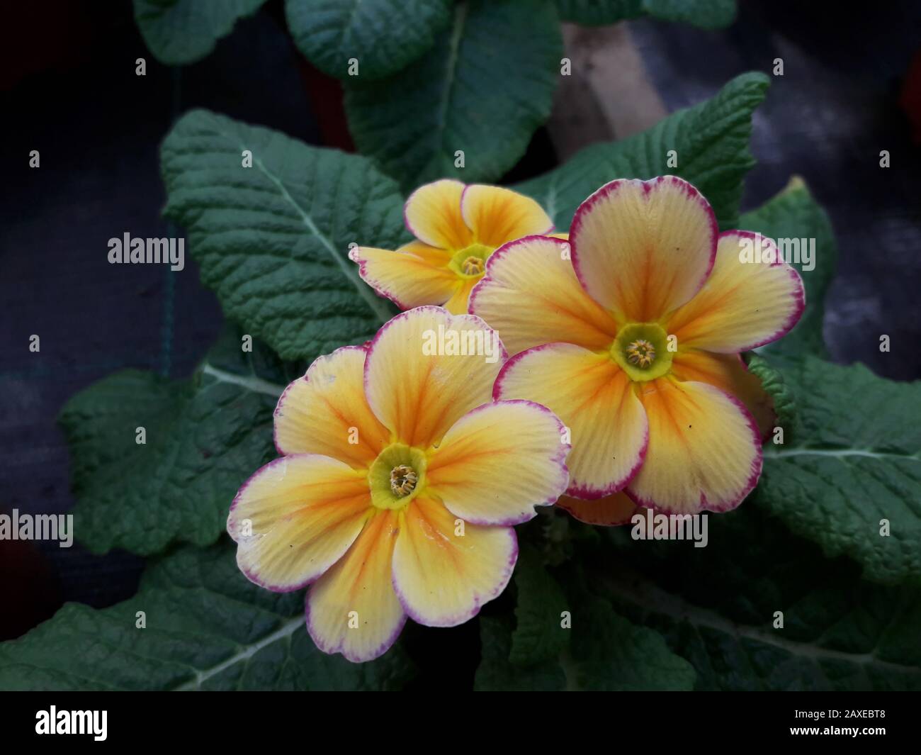 Yellow Primroses , Droitwich Spa, England, United Kingdom, 11/02/2020,  Primroses, spring plant, Primula vulgaris. Primula vulgaris, the common primro Stock Photo