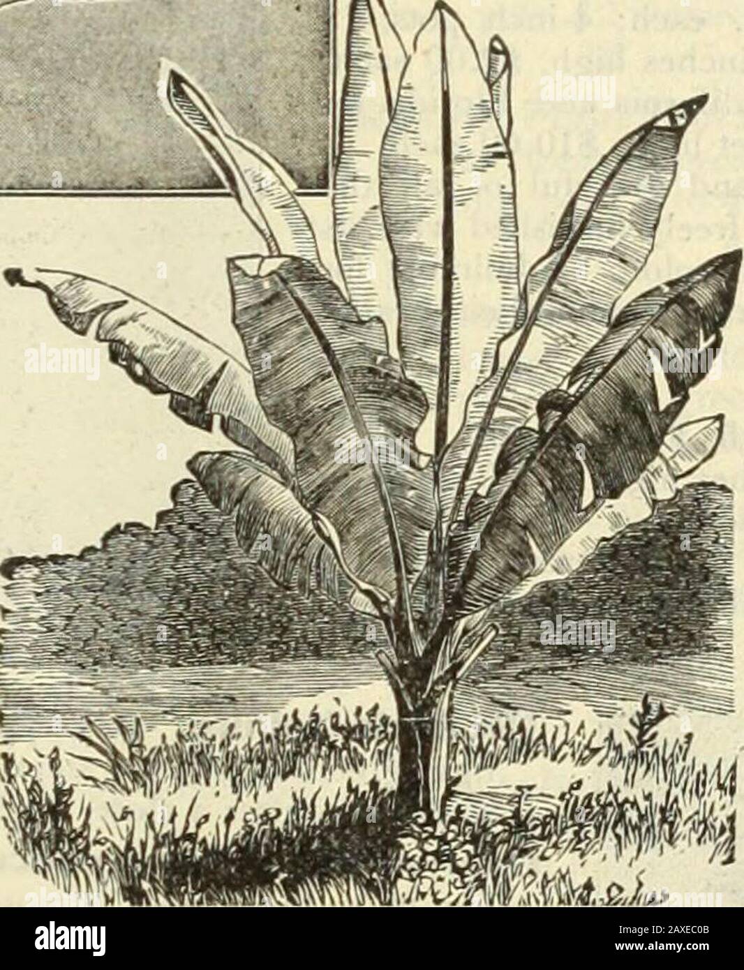 Dreer's garden book : seventy-fourth annual edition 1912 . {Abyssinian Banana). Thegrandest of all Bananas; the leaves aremagnificent, long, broad and massive; ofbeautiful green, with a broad, crimsonmidrib; the plant grows luxuriantly from8 tol2 feet high. During the hot summer,when planted out, it grows rapidly andattains gigantic proportions, producing atopical effect on the lawn or flower gar-den. (See cut.) Good plants, 30 cts.each; strong plants in 5-inch pots, 50 cts.each; 7-inch pots, $1.00 to $1.50 each. MusA Enskte. NASTURTIUMS. Tom Thumb or Dwarf. Too well known to need description. Stock Photo
