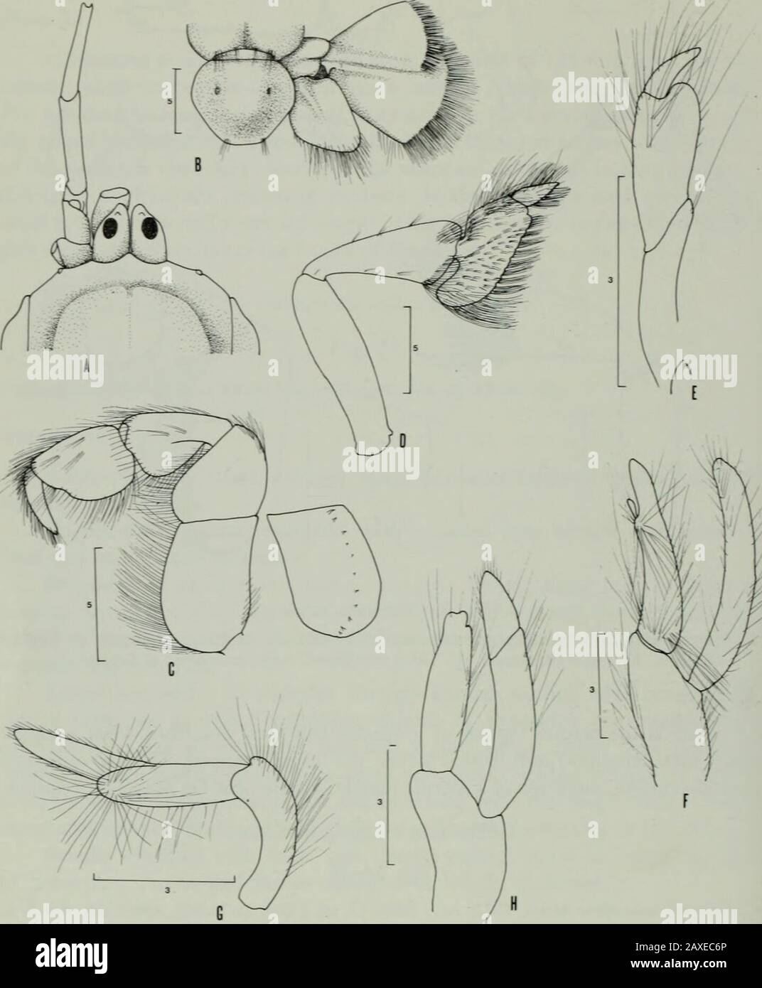 Annals of the South African MuseumAnnale van die Suid-Afrikaanse Museum . Fig. 2. Callianassa indica $ A. Anterior carapace, eyestalks, and antennae in dorsal view. B. Larger cheliped. C. Smallercheliped. D. Third pereiopod. E. Third maxilliped, with inner view of ischium. Remarks This is the second record of a species that was described from a singlemale, total length 90 mm, which lacked the larger cheliped. The above figuresand description, although of a mature female, supplement De Mans description. Callianassa mauritiana MiersFig. 3A-H Callianassa mauritiana Miers, 1882: 341; 1884: 15, pi. Stock Photo