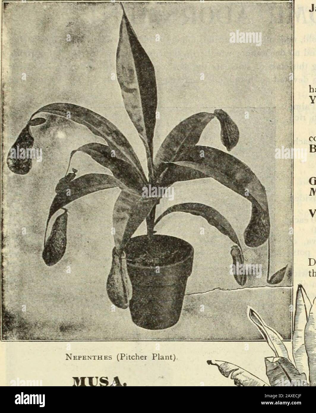 Dreer's garden book : seventy-fourth annual edition 1912 . lH!HRrADRE[RvPHIIADELPHIA ft-^GARDtM^°Oi;E[nHOUS^ PlAhTS; Tfl i^. MUSA. Ensete {Abyssinian Banana). Thegrandest of all Bananas; the leaves aremagnificent, long, broad and massive; ofbeautiful green, with a broad, crimsonmidrib; the plant grows luxuriantly from8 tol2 feet high. During the hot summer,when planted out, it grows rapidly andattains gigantic proportions, producing atopical effect on the lawn or flower gar-den. (See cut.) Good plants, 30 cts.each; strong plants in 5-inch pots, 50 cts.each; 7-inch pots, $1.00 to $1.50 each. M Stock Photo