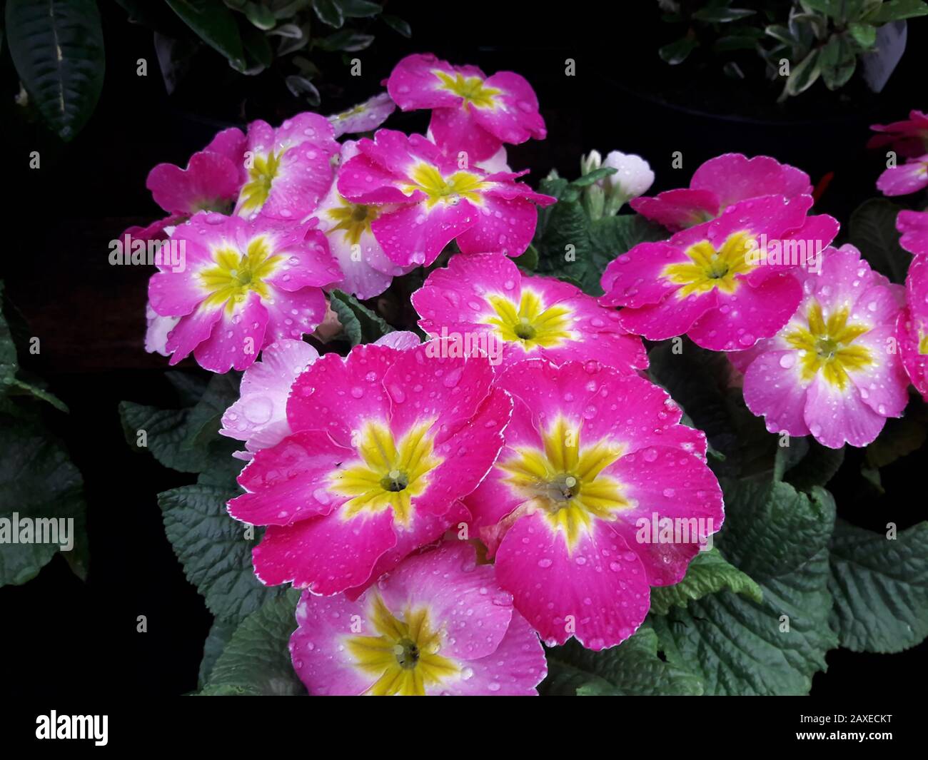 pink Primroses , Droitwich Spa, England, United Kingdom, 11/02/2020,  Primroses, spring plant, Primula vulgaris. Primula vulgaris, the common primrose Stock Photo