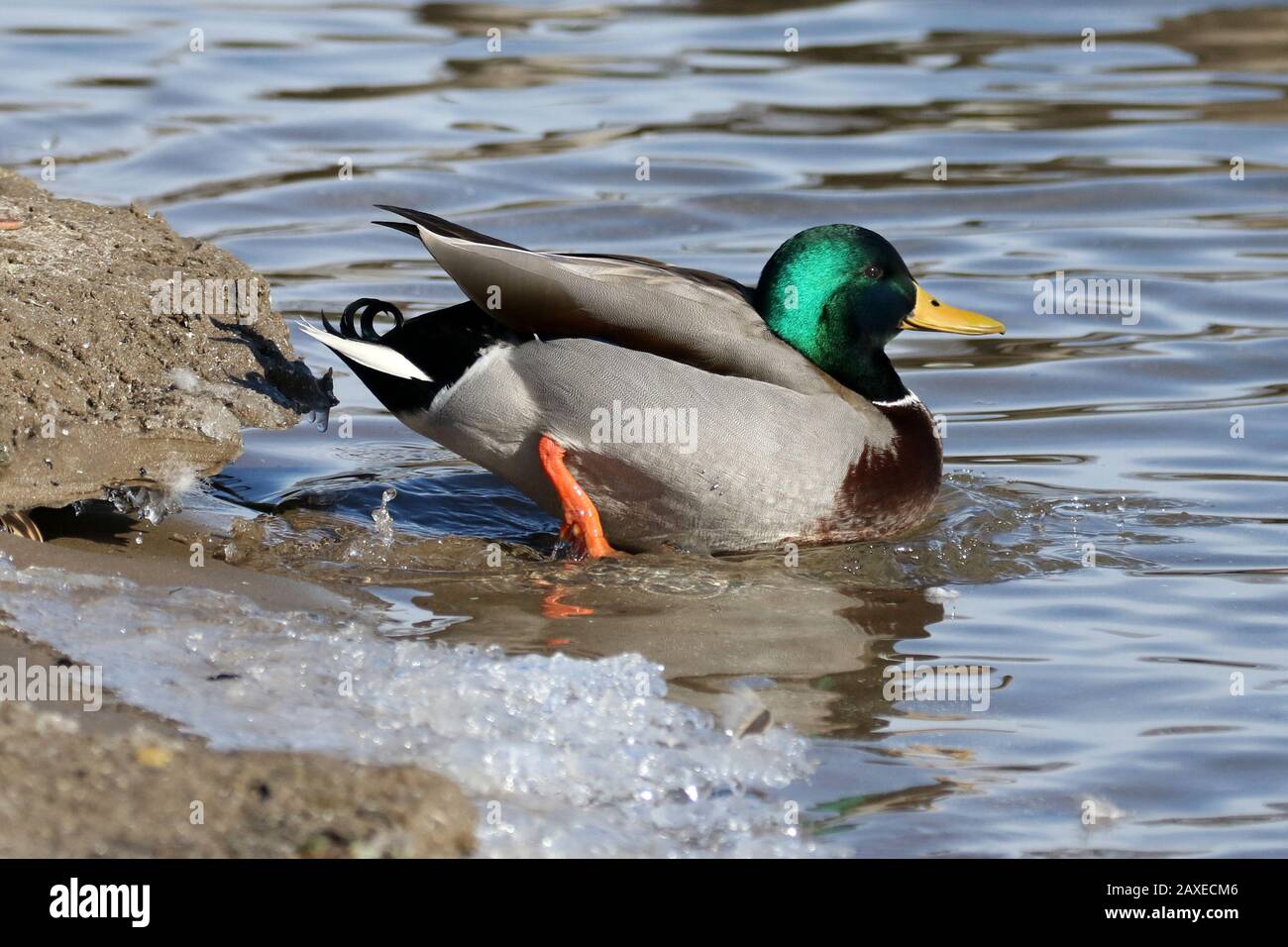 Mallard ducks Stock Photo