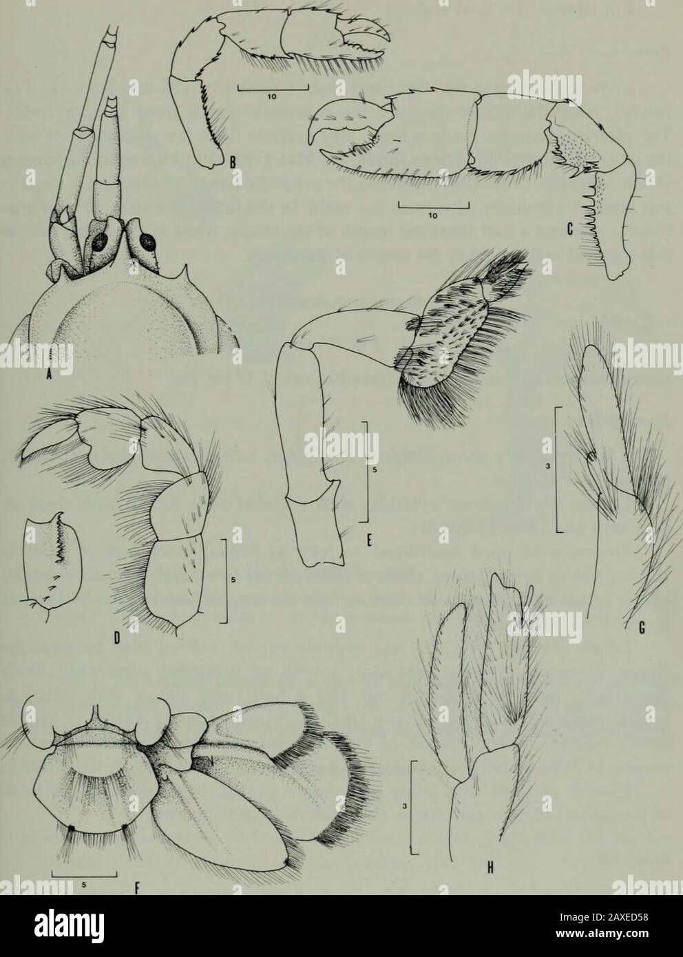 Annals of the South African MuseumAnnale van die Suid-Afrikaanse Museum . asing insize distally. Finger and thumb of smaller chela gaping, cutting edge of finger unarmed,that of thumb with blunt tubercle at about midpoint; upper margin of palmbearing three spines; carpus armed with four spines on ventral margin; merusbearing three spines on dorsal margin, four on ventral margin; ischium withrow of fourteen spines, distal four longer than more proximal spines. Propodus of third pereiopod with posterior lobe not very marked, evenlyrounded. Telson broader than long, with semicircular seta-bearing Stock Photo