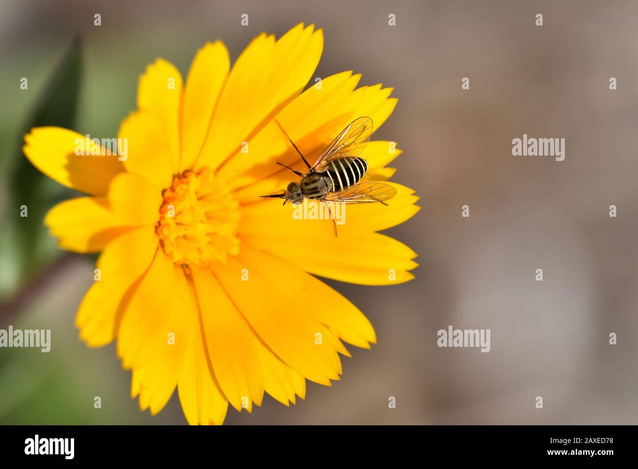 Diptera with stripes on yellow meadow flowers Stock Photo
