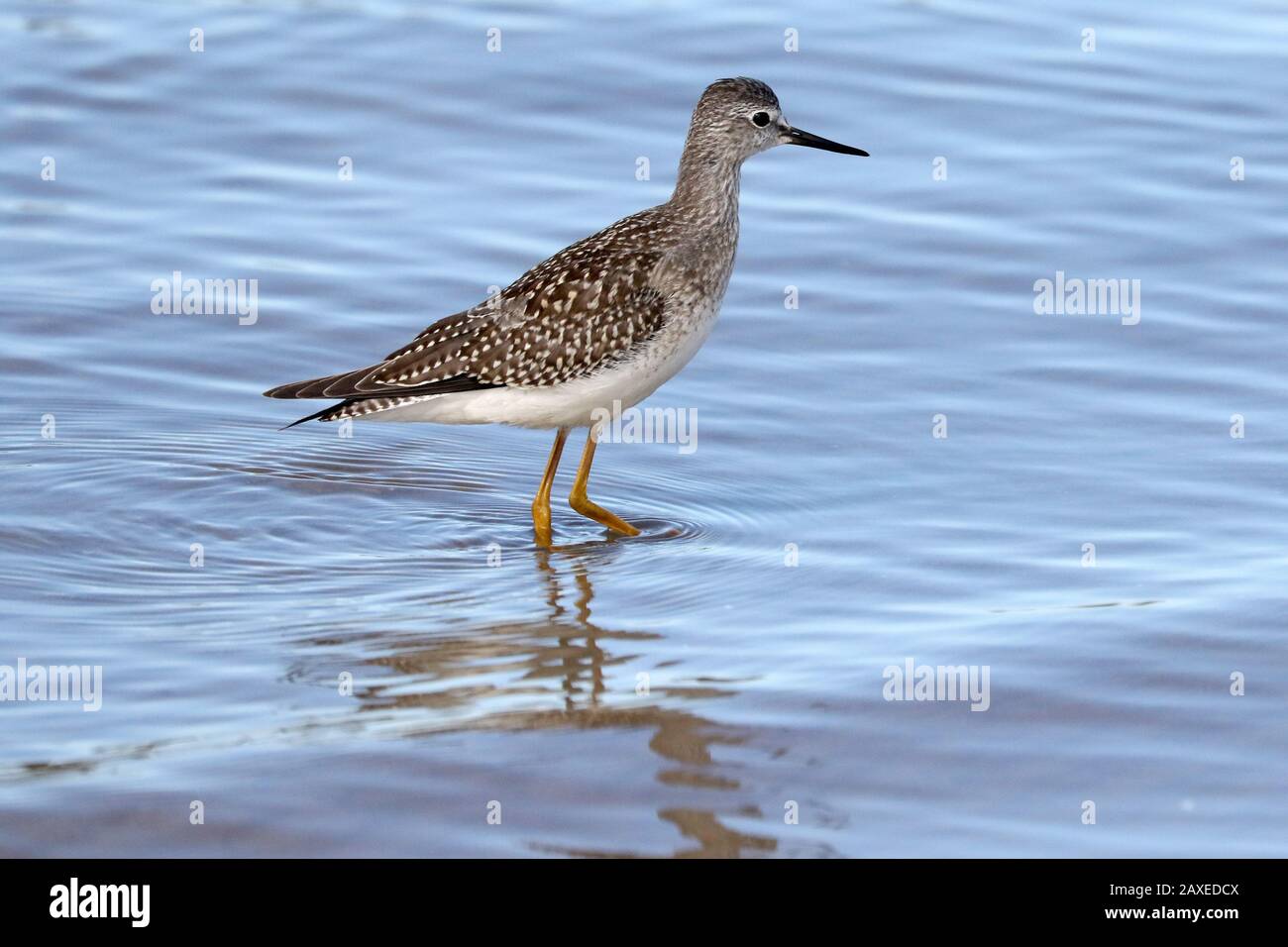 Greater Yellow legs wading in lake Stock Photo